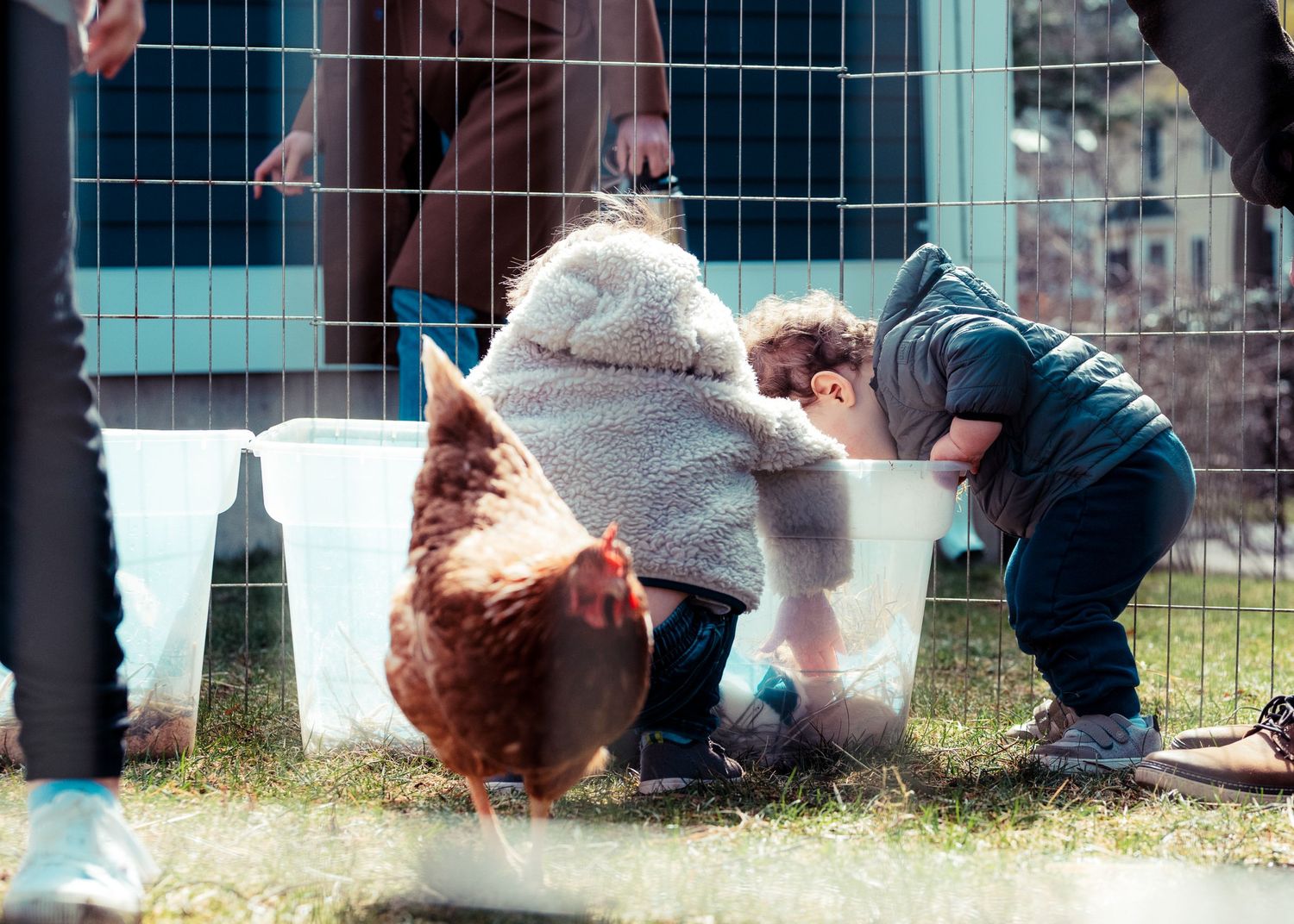 Toddlers looking at baby ducks at a petting zoo