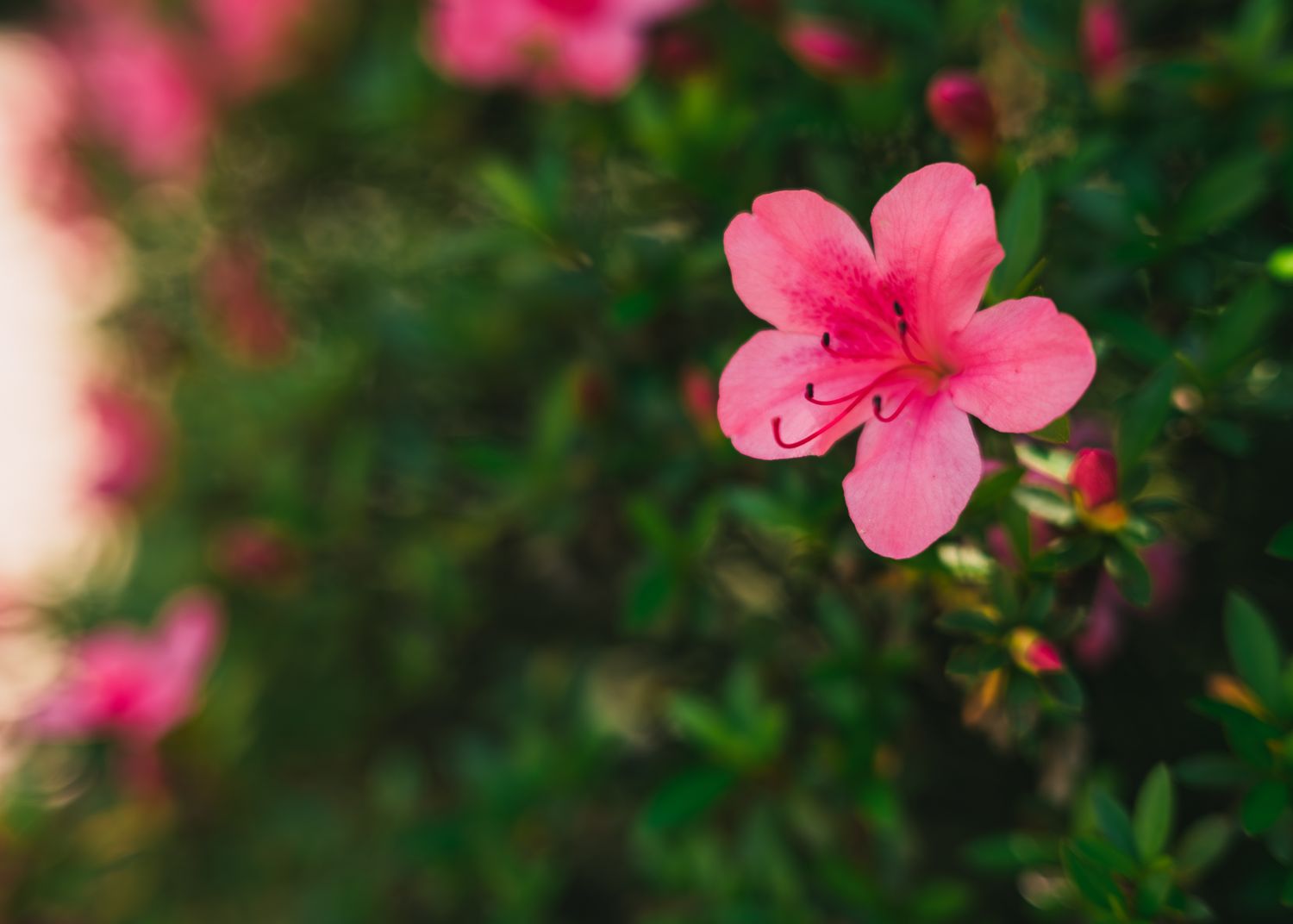 Pink azalea flower in bloom against blurred dark green foliage background.