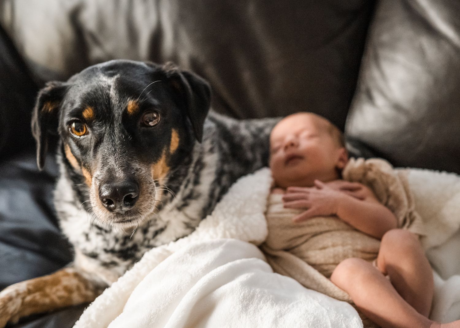 A black and white spotted dog watches over a sleeping newborn on a leather couch.