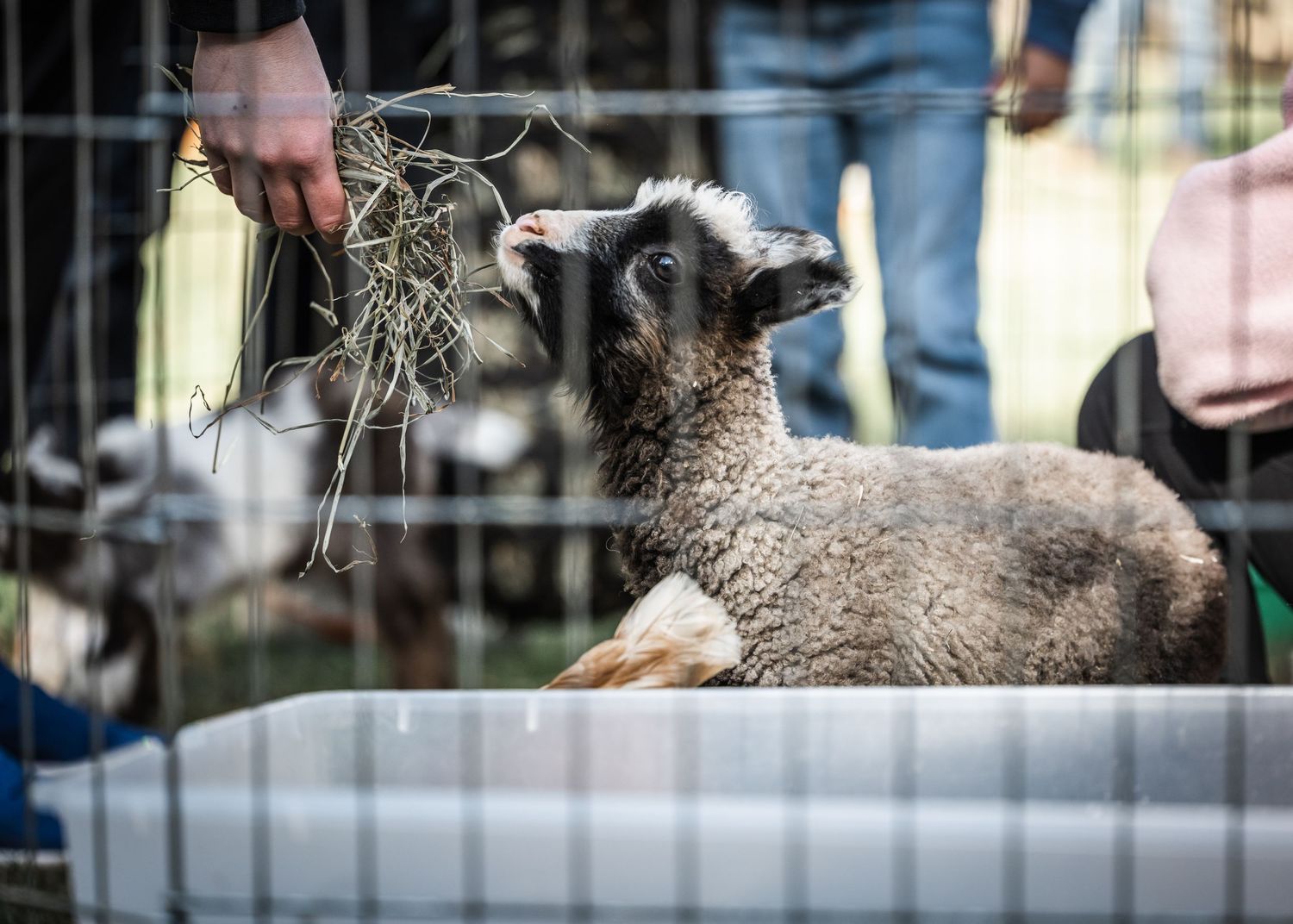 Baby animal eating hay at a petting zoo