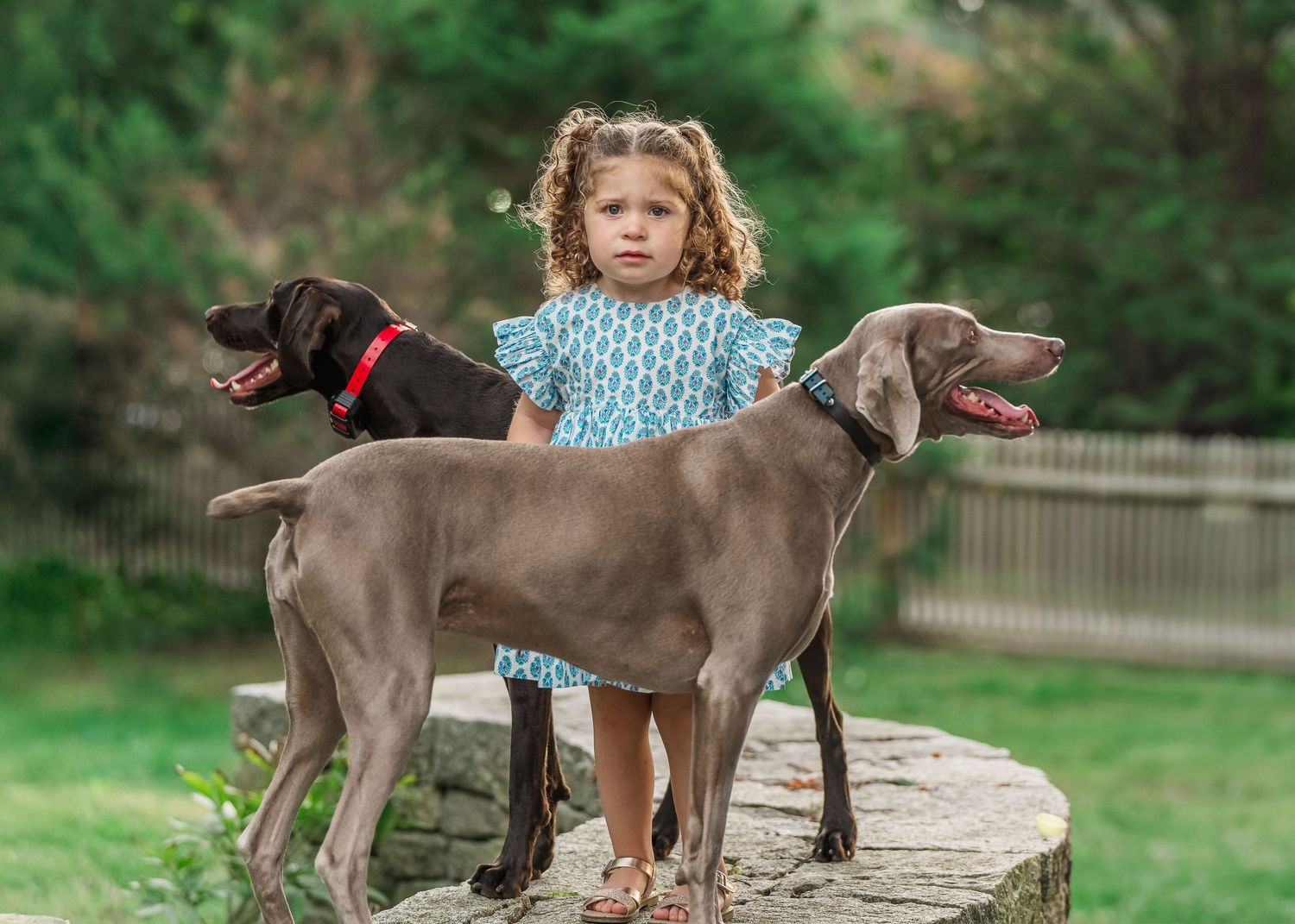 A young child in a blue dress stands on a stone wall with two smiling Weimaraner dogs outdoors.