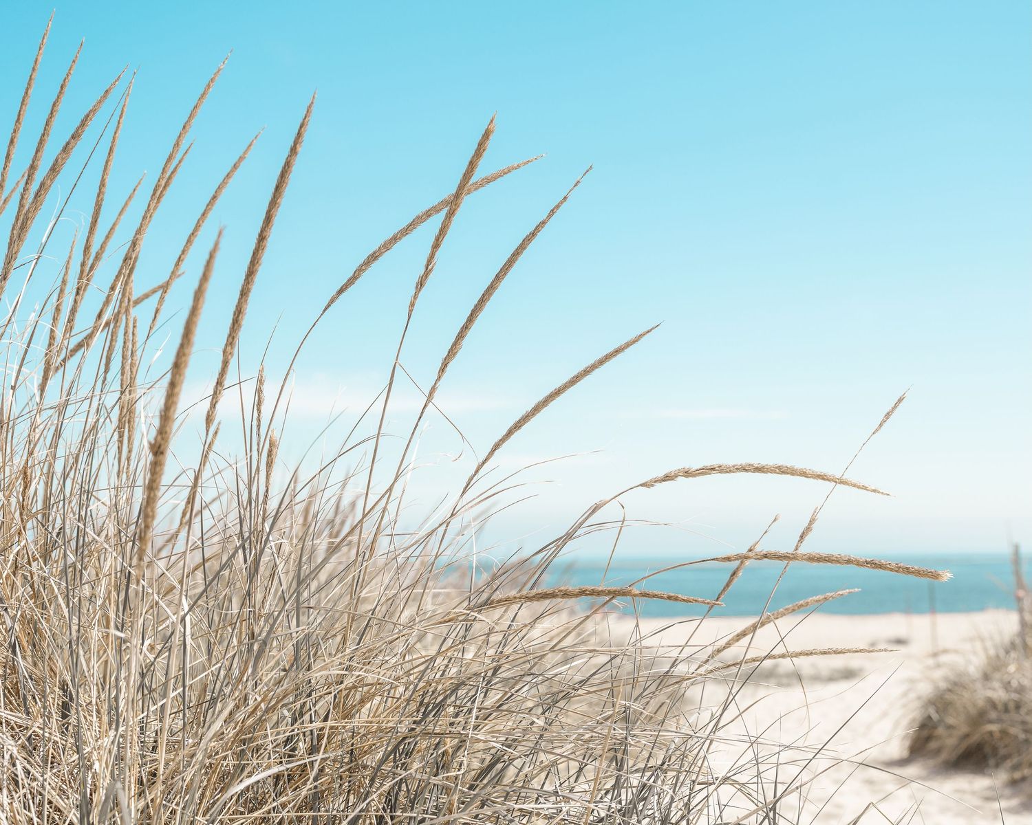 Beach grass sways in the wind against a bright blue sky and sandy dunes along the coastline.