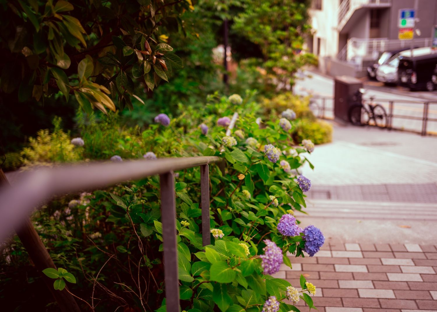 Purple flowers growing along a handrail on an urban sidewalk.