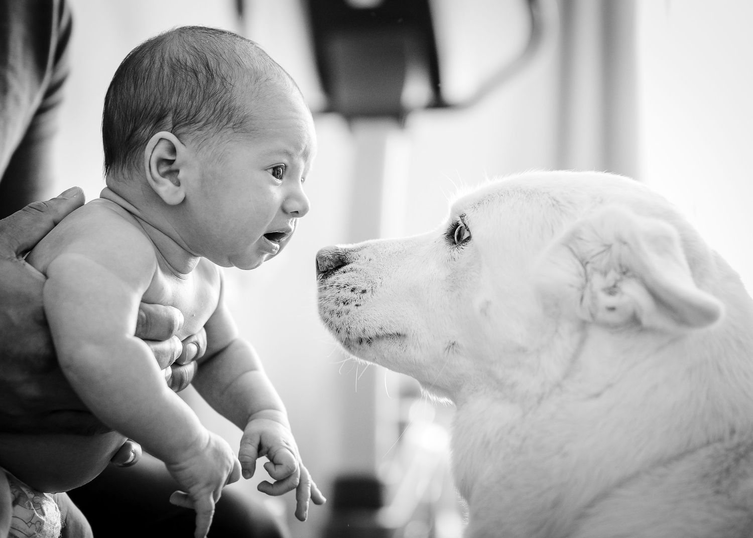 A sweet moment between a baby and white dog as they curiously look at each other face to face.