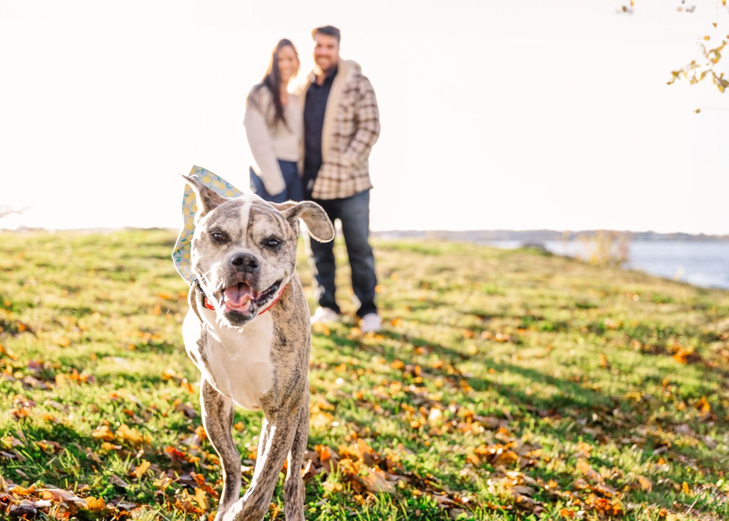A happy gray pit bull dog runs through autumn leaves while owners stand in background near waterfront.