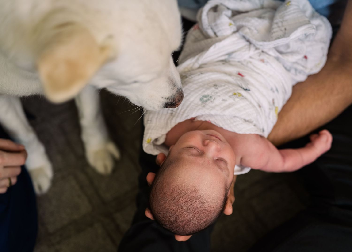 White dog curiously observes sleeping newborn baby wrapped in blanket.