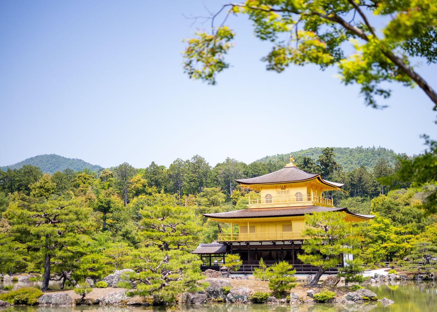 Kinkaku-ji Golden Pavilion temple surrounded by lush green pine trees against blue sky in Kyoto.