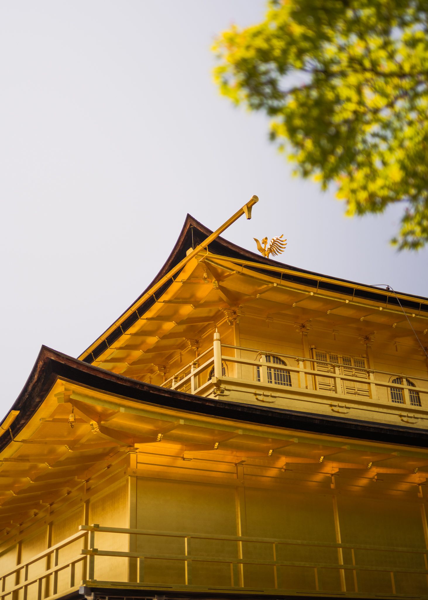 Golden temple roof glows in warm sunlight with green tree branches visible against clear sky in Kyoto, Japan.