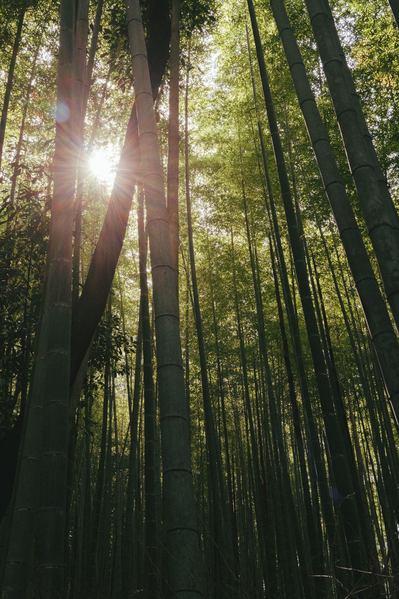 Sunlight filtering through tall bamboo trees creating a mystical forest atmosphere.