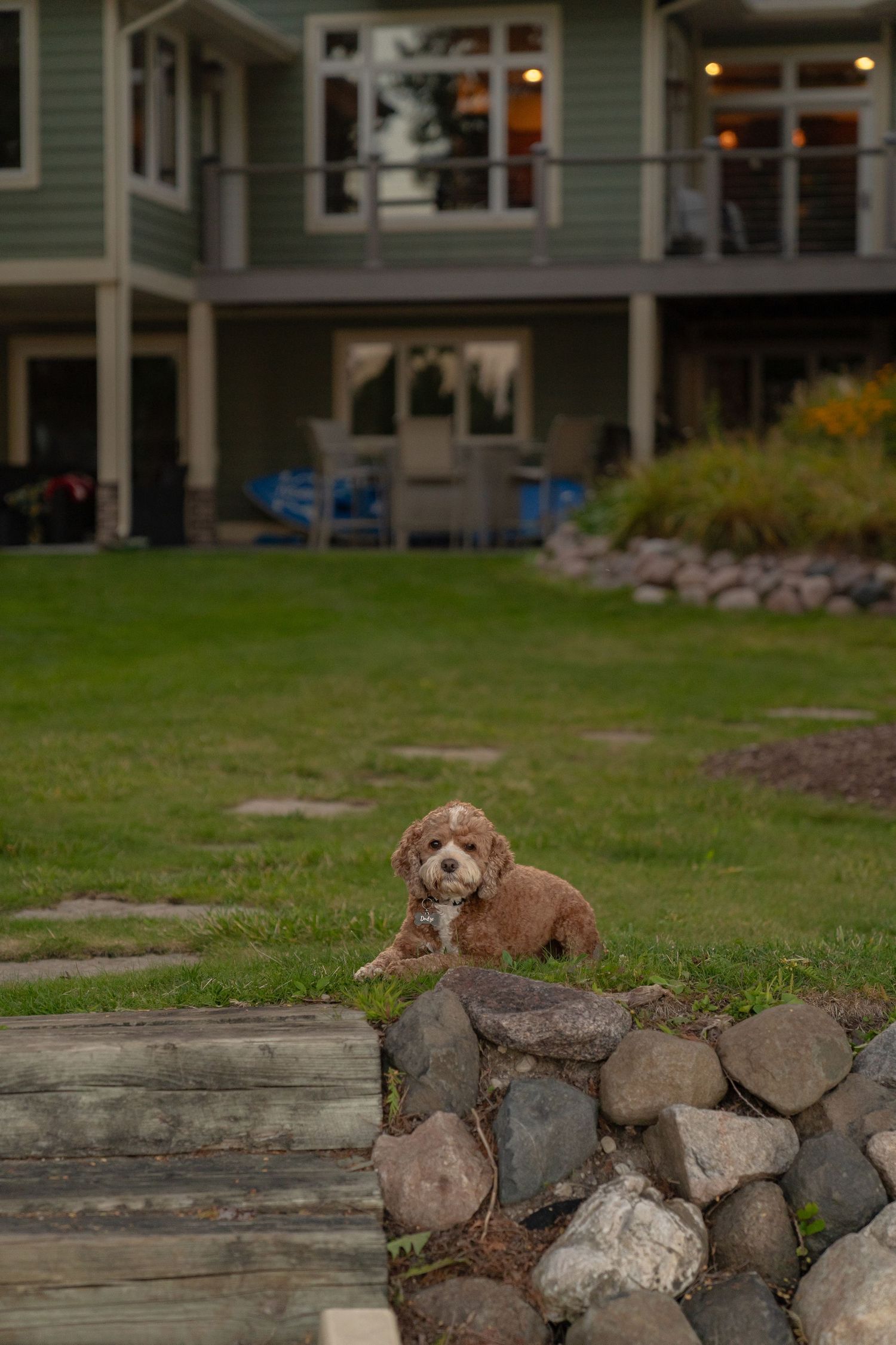 A small, fluffy dog sitting on a rock wall in a grassy yard with a house in the background.