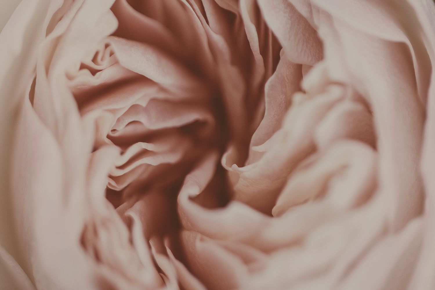 Close-up macro shot of soft blush pink rose petals swirling in an elegant spiral pattern.