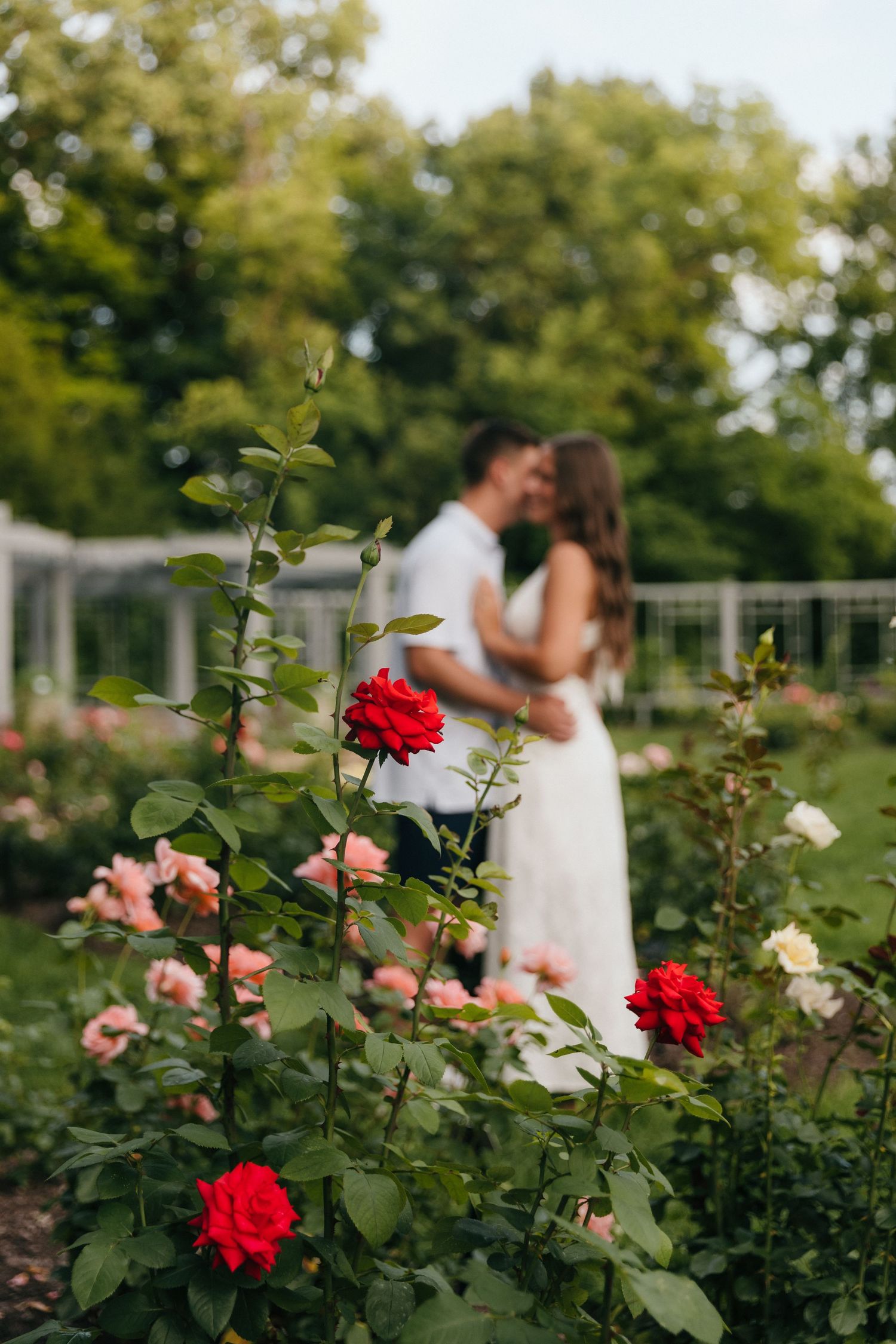 Couple kissing in a lush rose garden with vibrant red and pink roses in the foreground.