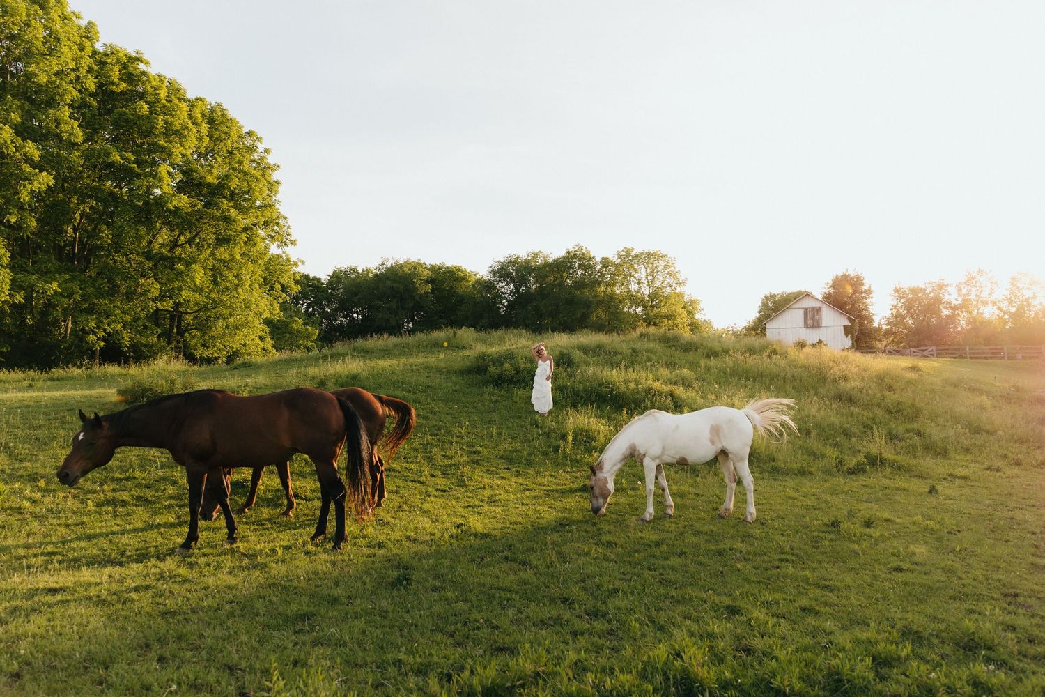 Four horses grazing on lush green pasture at golden hour with a white farmhouse in the background.