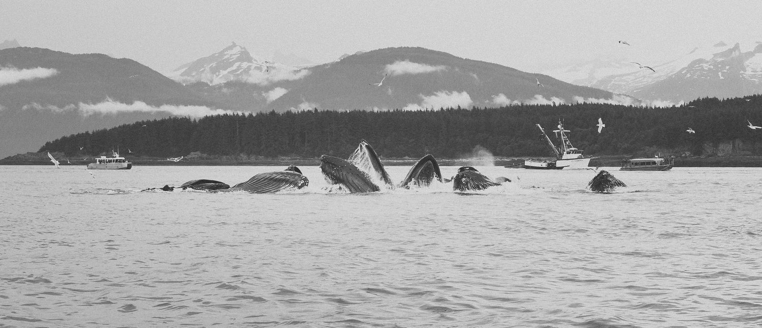 Whales breach the surface of Alaskan waters with mountains in the background.
