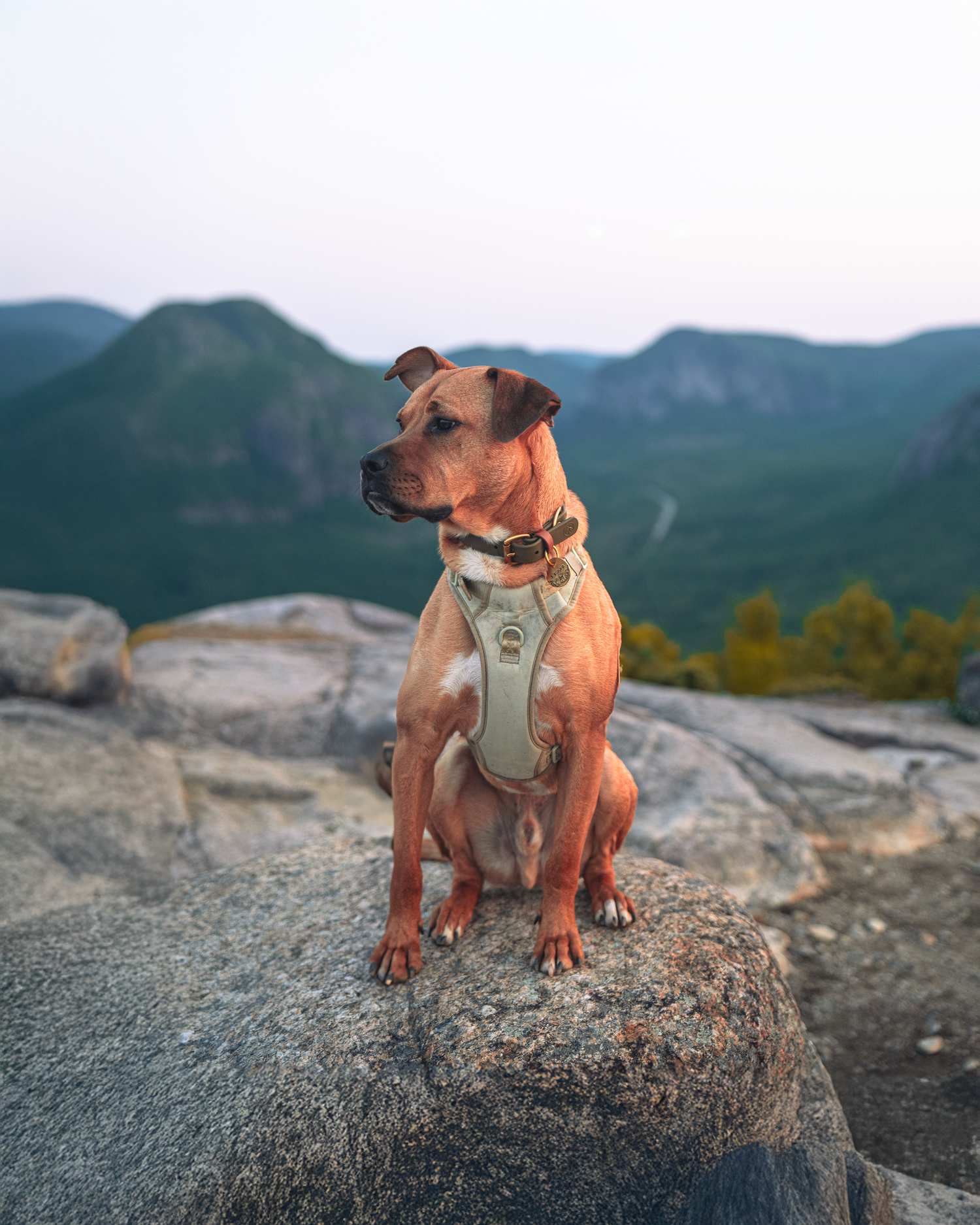 photographe animalier extérieur, randonnée avec son chien