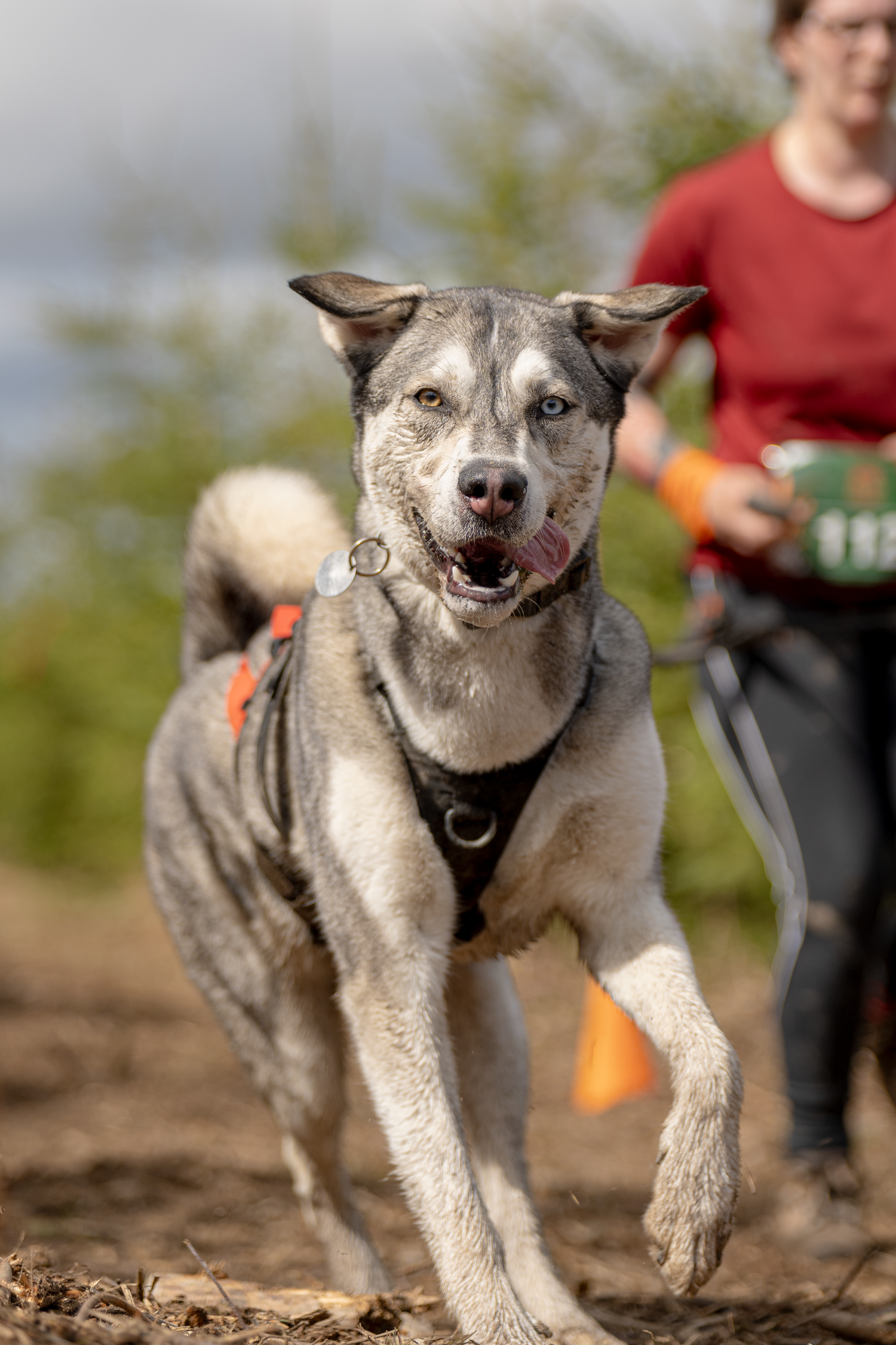 photographe compétition canine