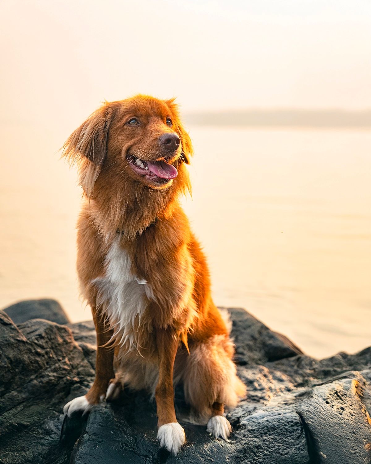 photographe animaux de compagnie
