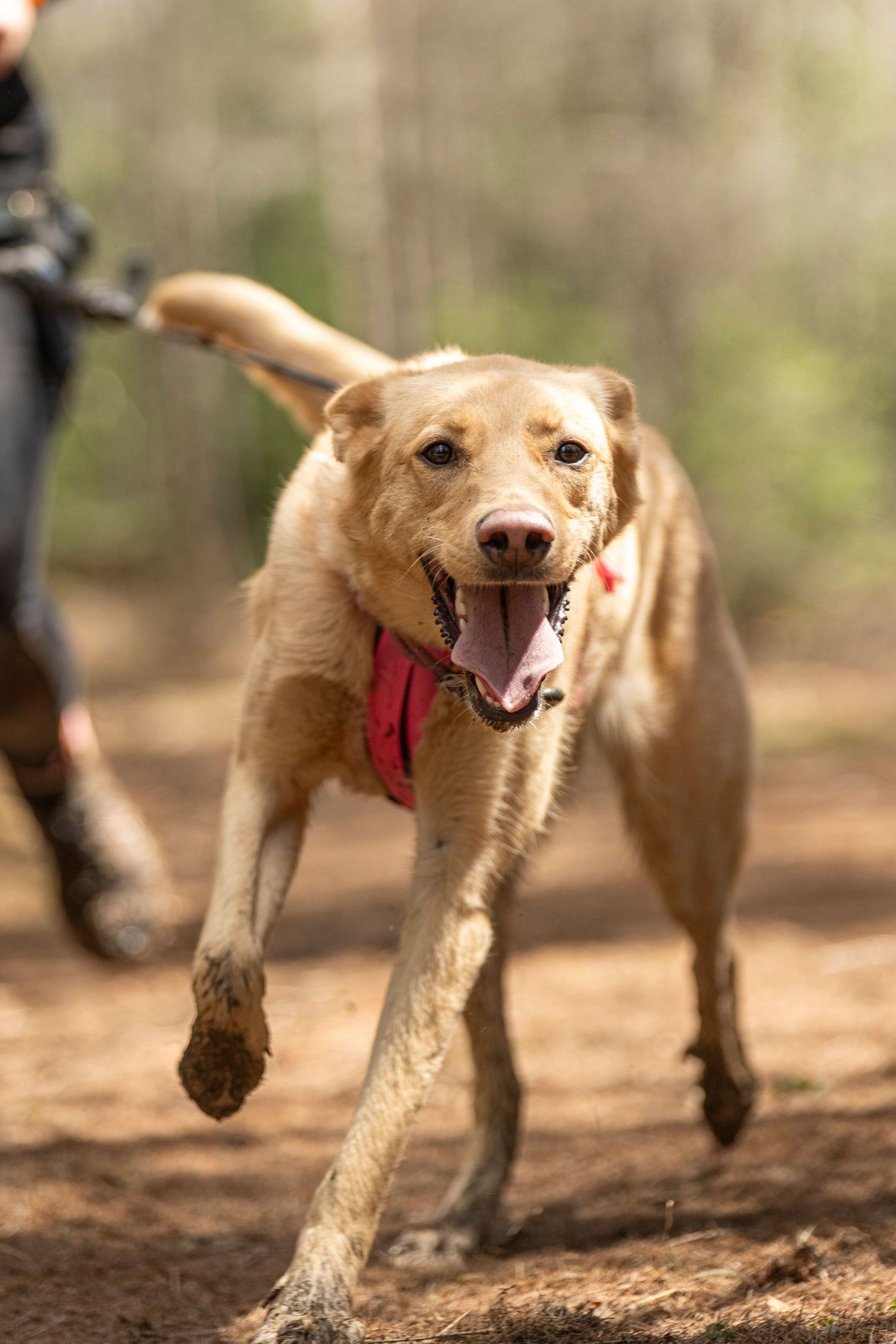 photographe compétition canine