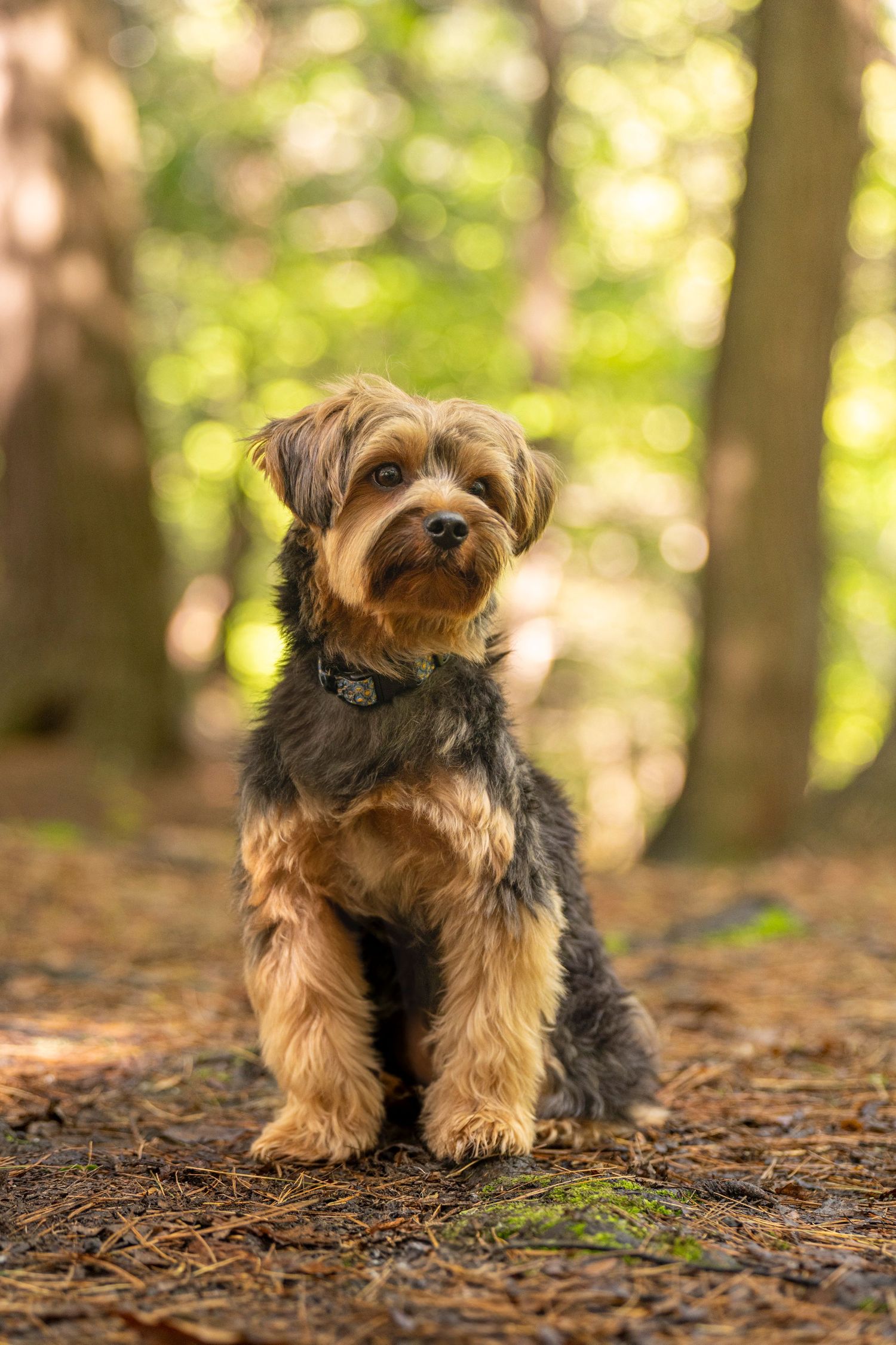 photographe animaux de compagnie