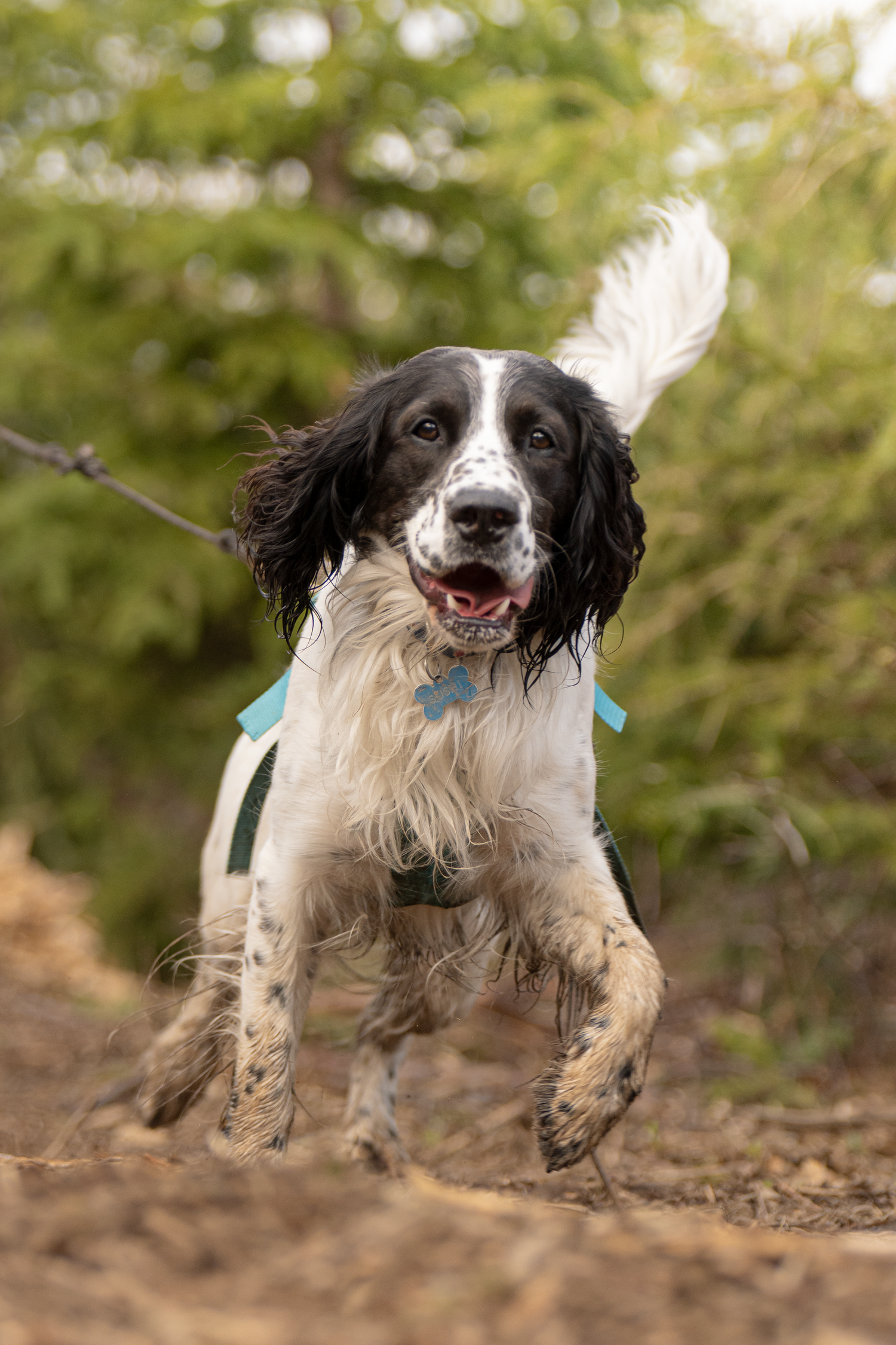 photographe compétition canine