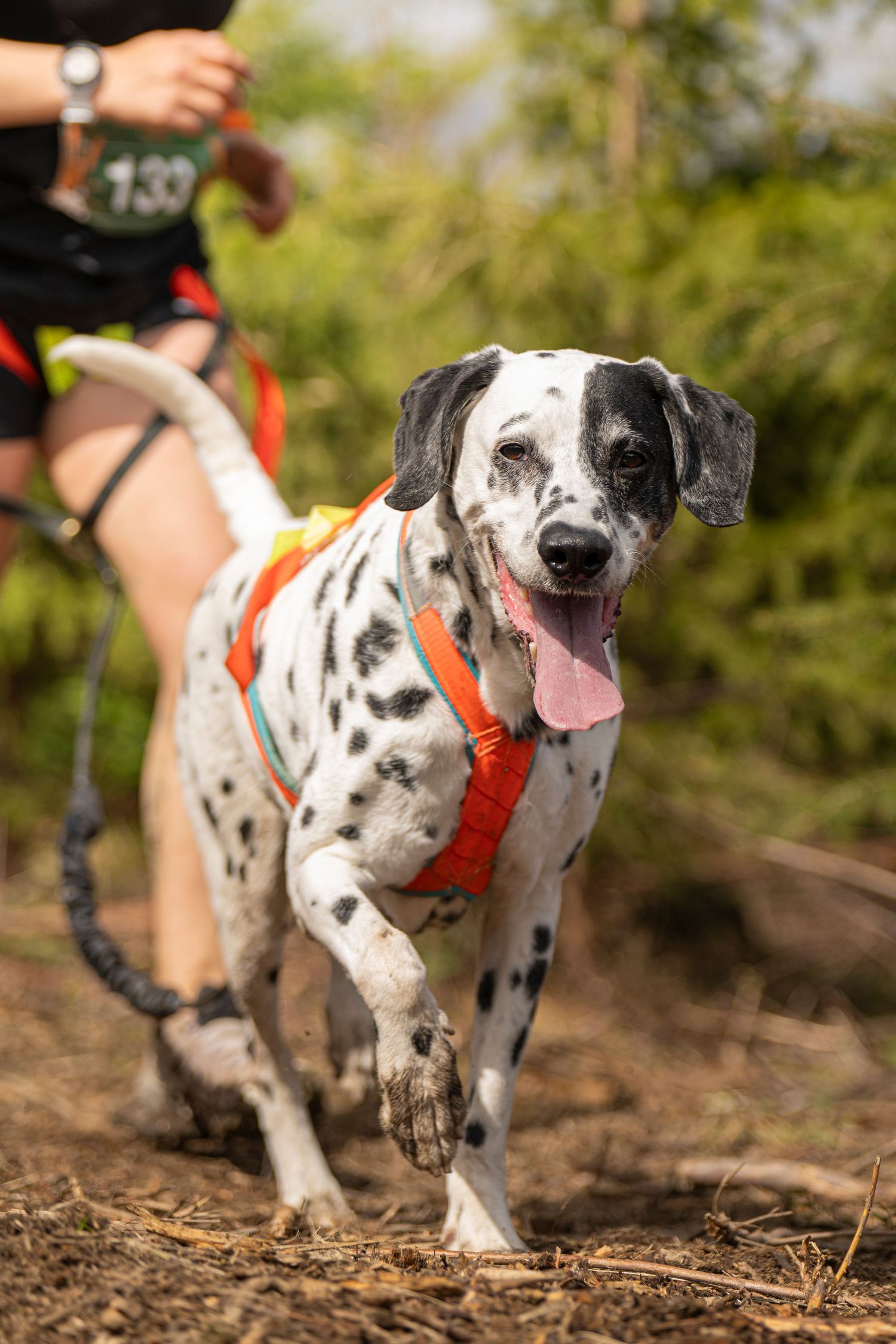 photographe compétition canine