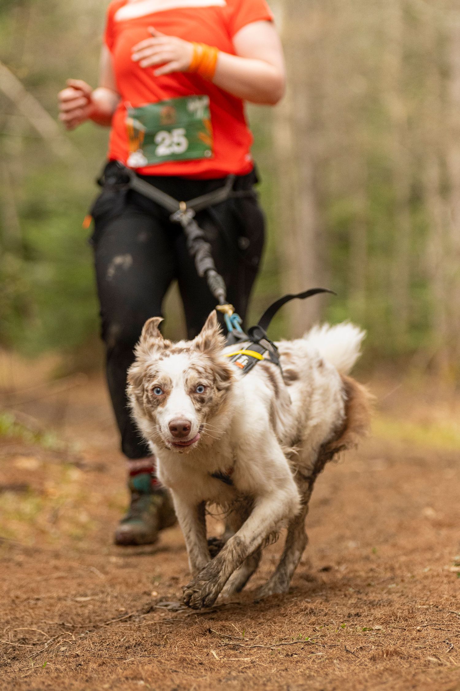 photographe compétition canine