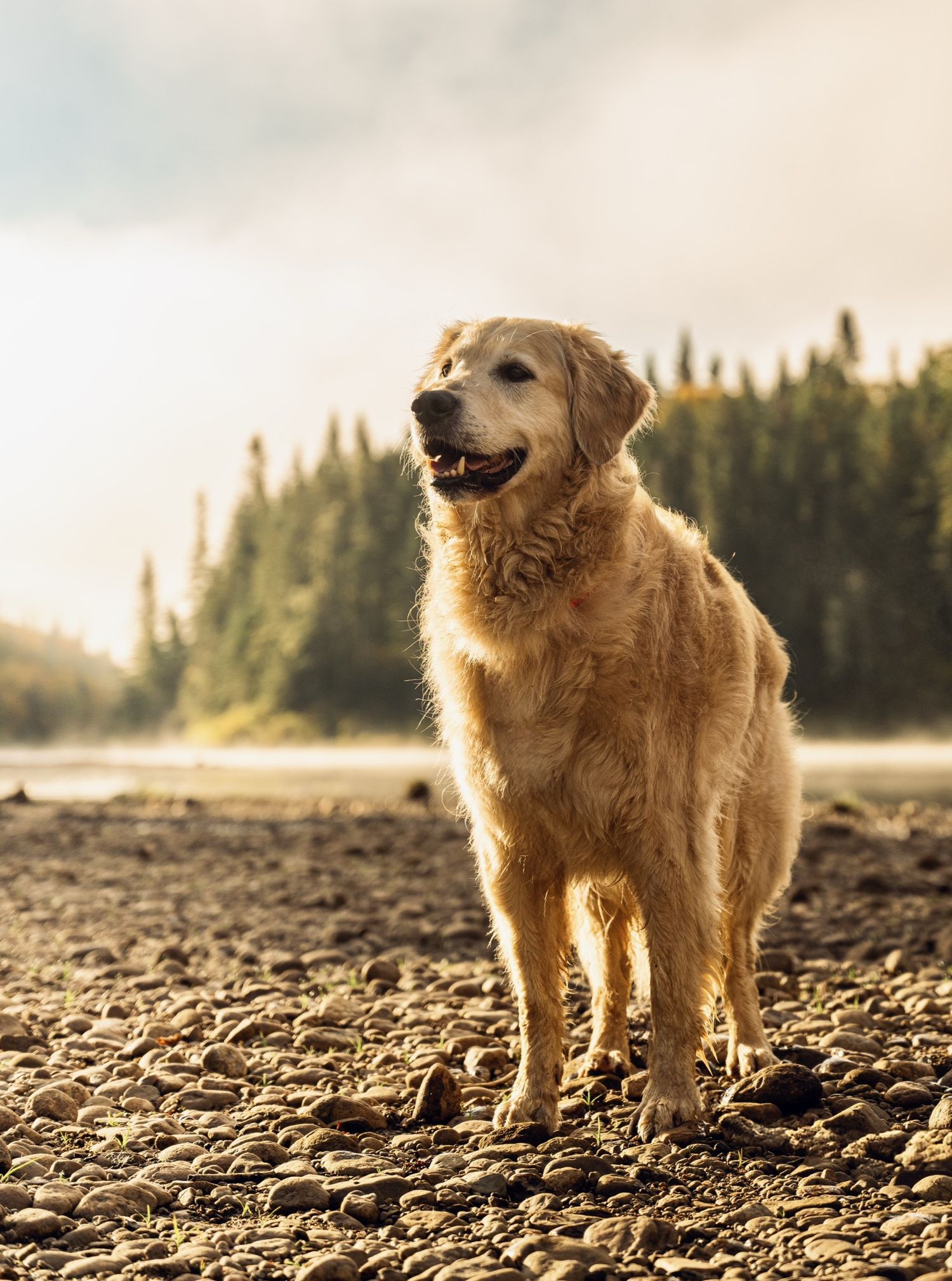 photographe animaux de compagnie