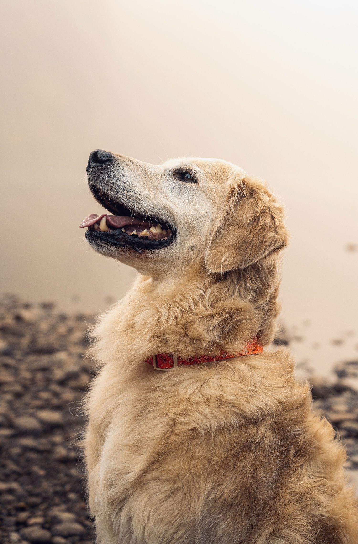 photographe animaux de compagnie