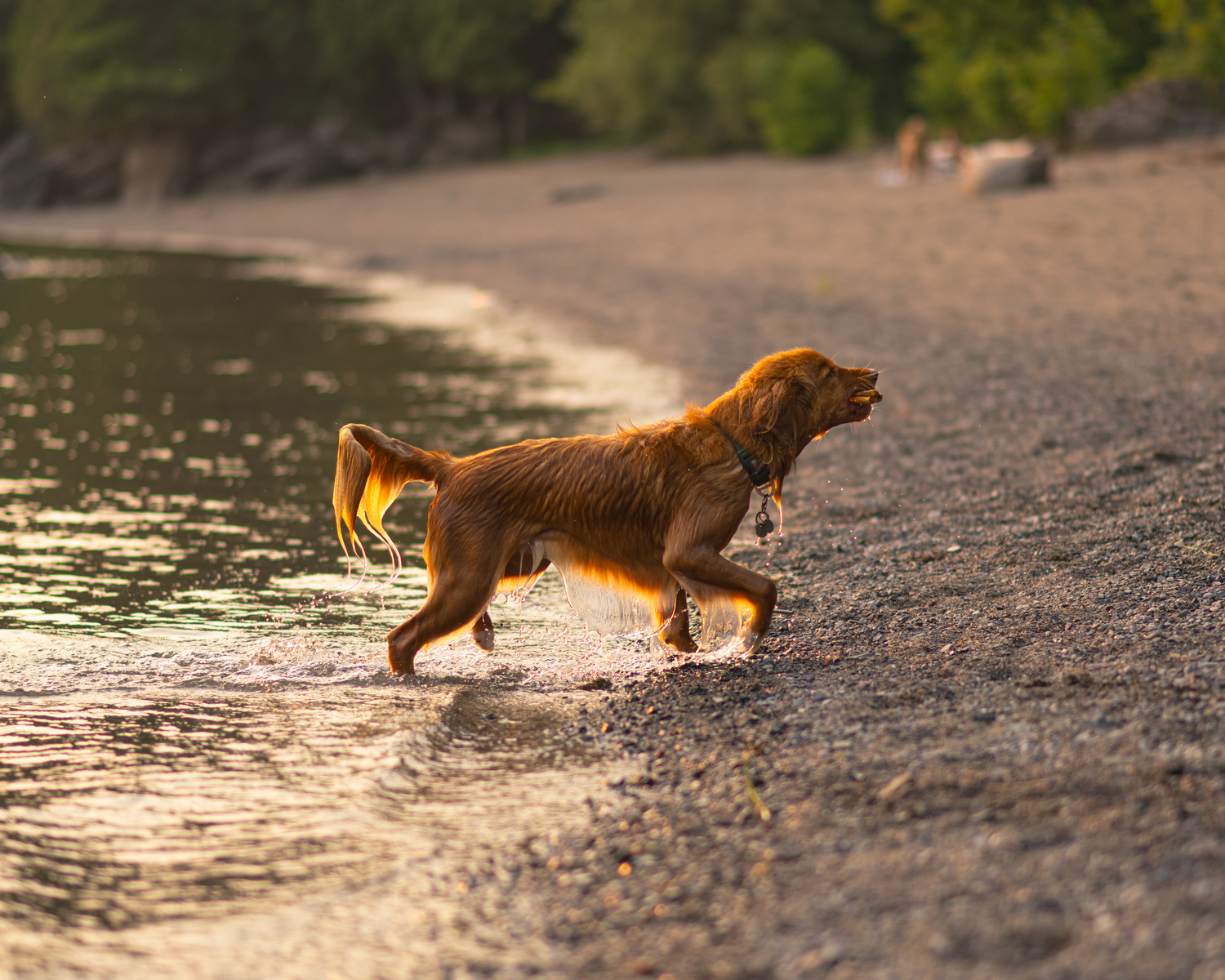 photographe animalier extérieur, randonnée avec son chien