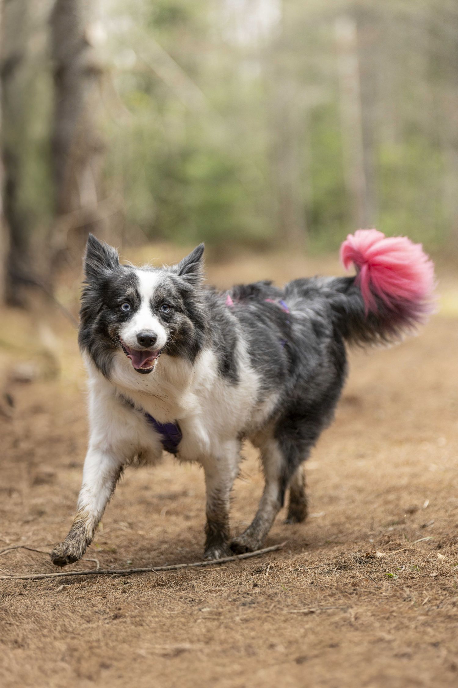 photographe compétition canine