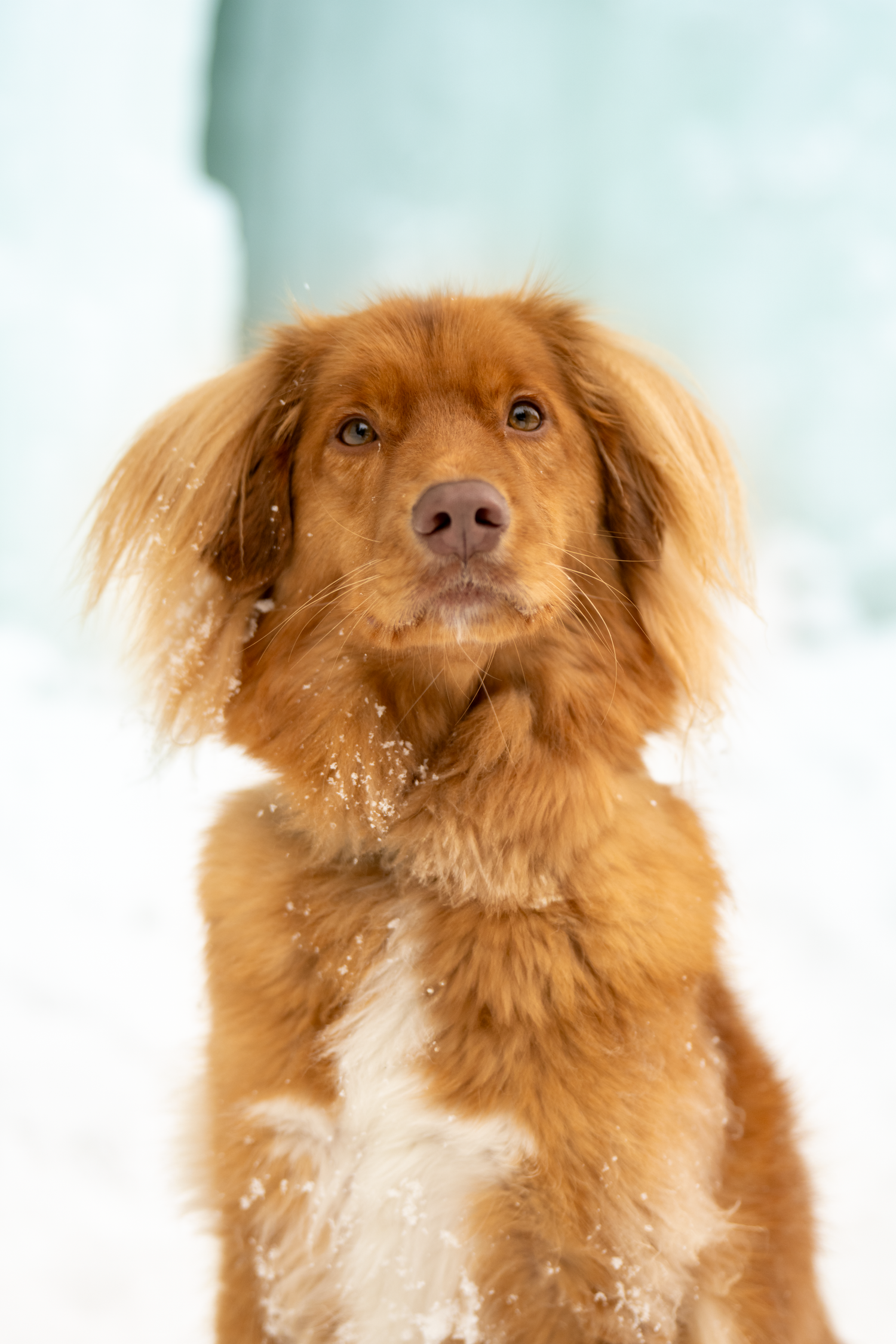 photographe animaux de compagnie