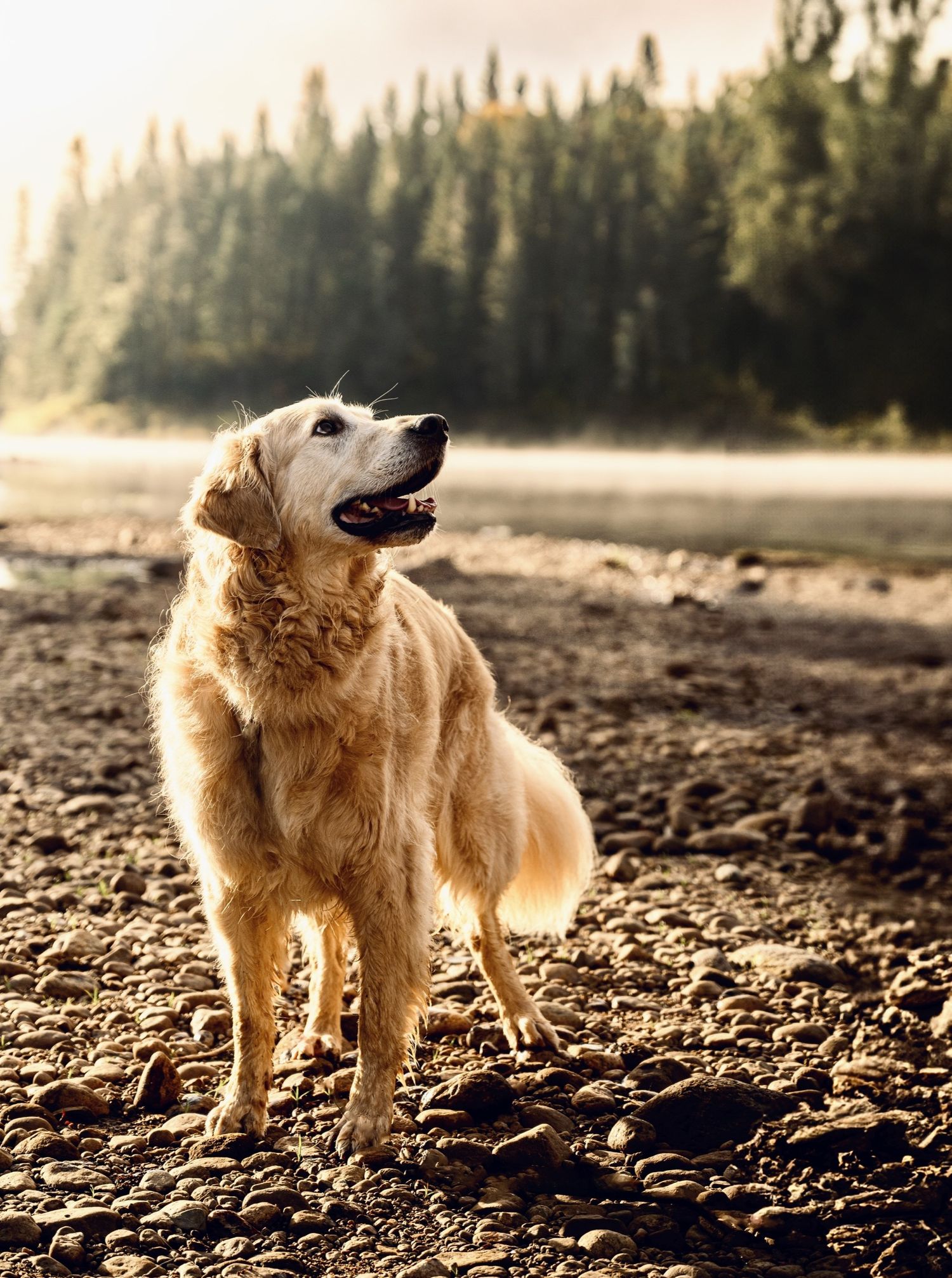 photographe animaux de compagnie
