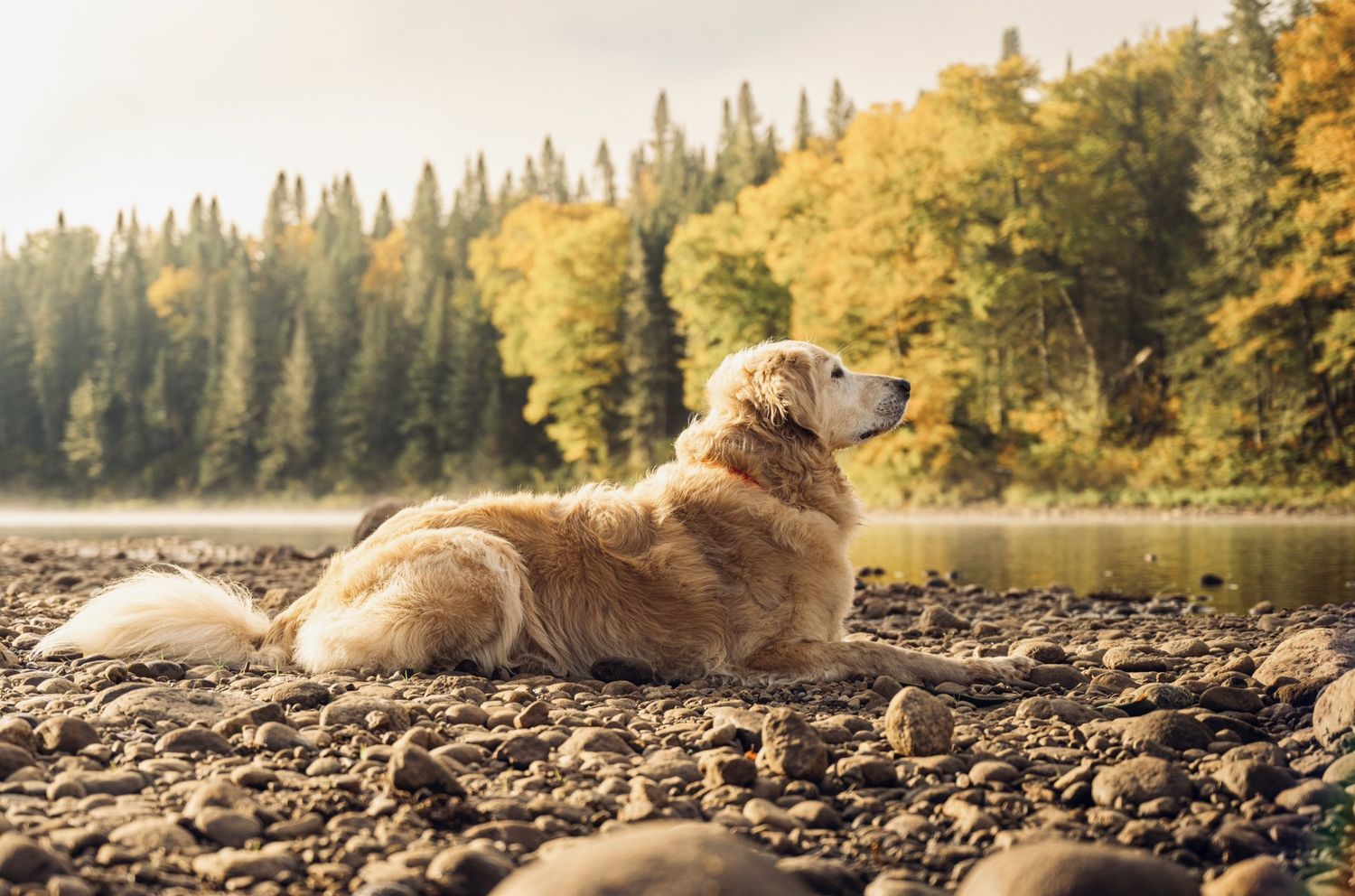 photographe animaux de compagnie