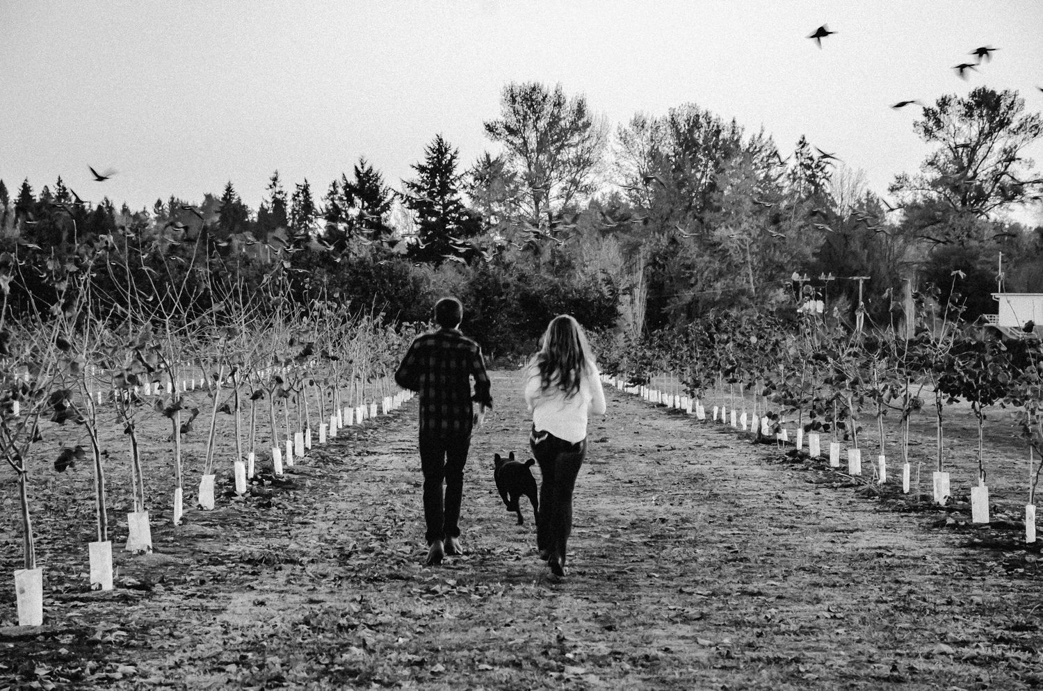 A couples' engagement photo where they are running and chasing birds through an orchard with their dog