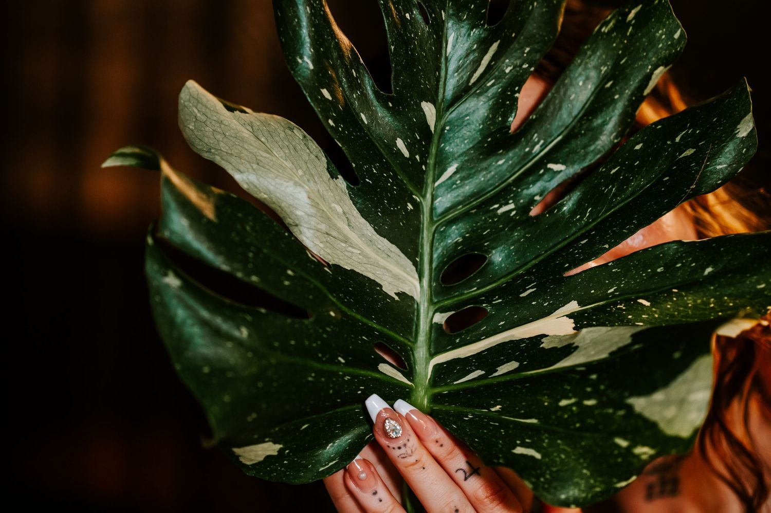Someone holding a Thai Constellation Monstera plant with tattoos
