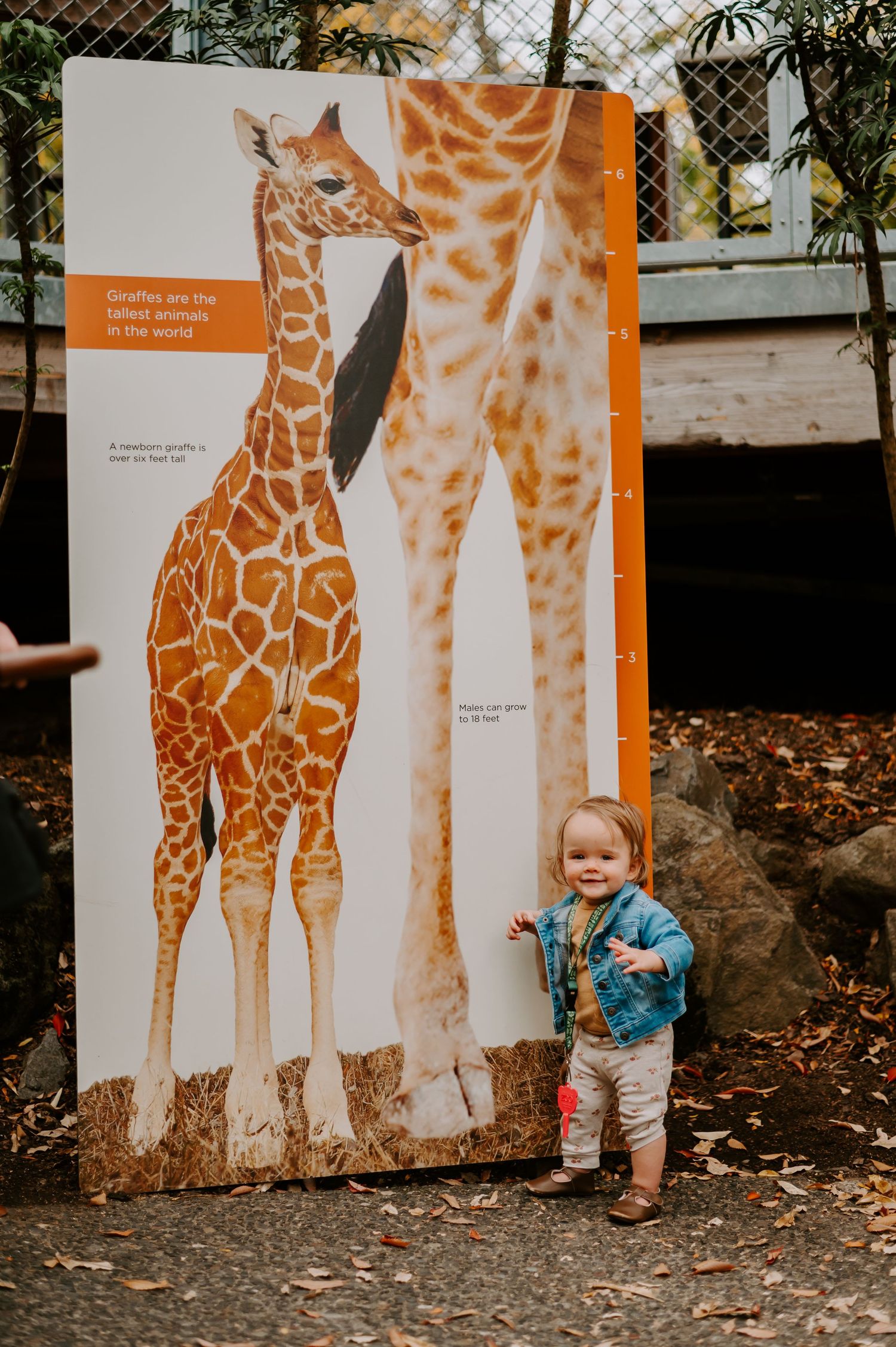 Small child explores an educational giraffe exhibit with colorful wall displays at a zoo or museum.