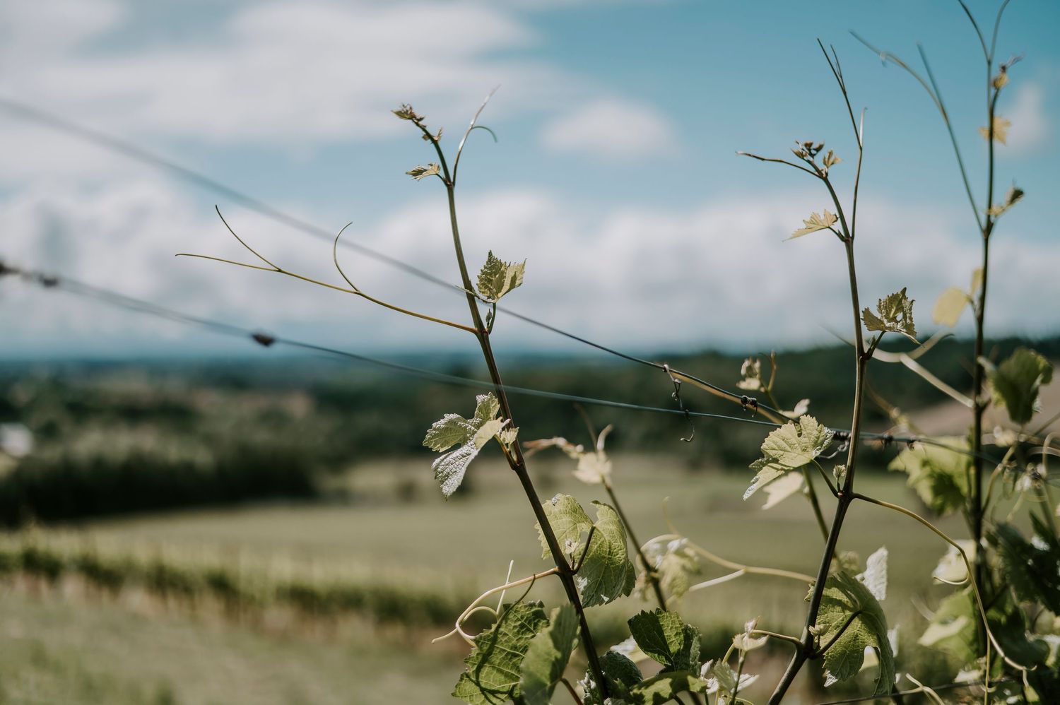 Close-up of delicate vineyard vines with tendrils against a blurred green landscape and cloudy blue sky.