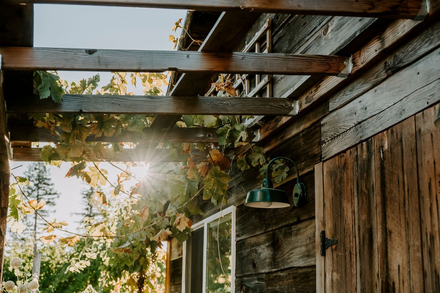 Sunlight streams through a rustic wooden pergola covered with climbing vines beside a weathered cabin wall.