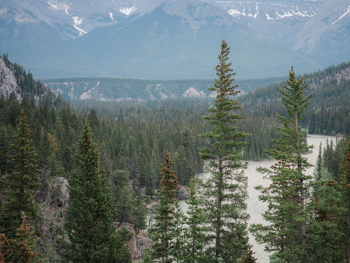 Aerial view of forest with winding river, showcasing serene European landscape for wedding portraits