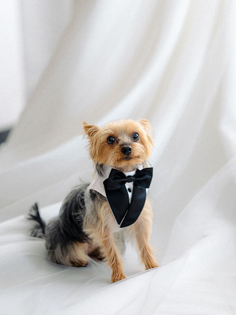 Yorkshire Terrier in a cute tuxedo sits adorably on the bride’s wedding dress, capturing a sweet Riga wedding moment.