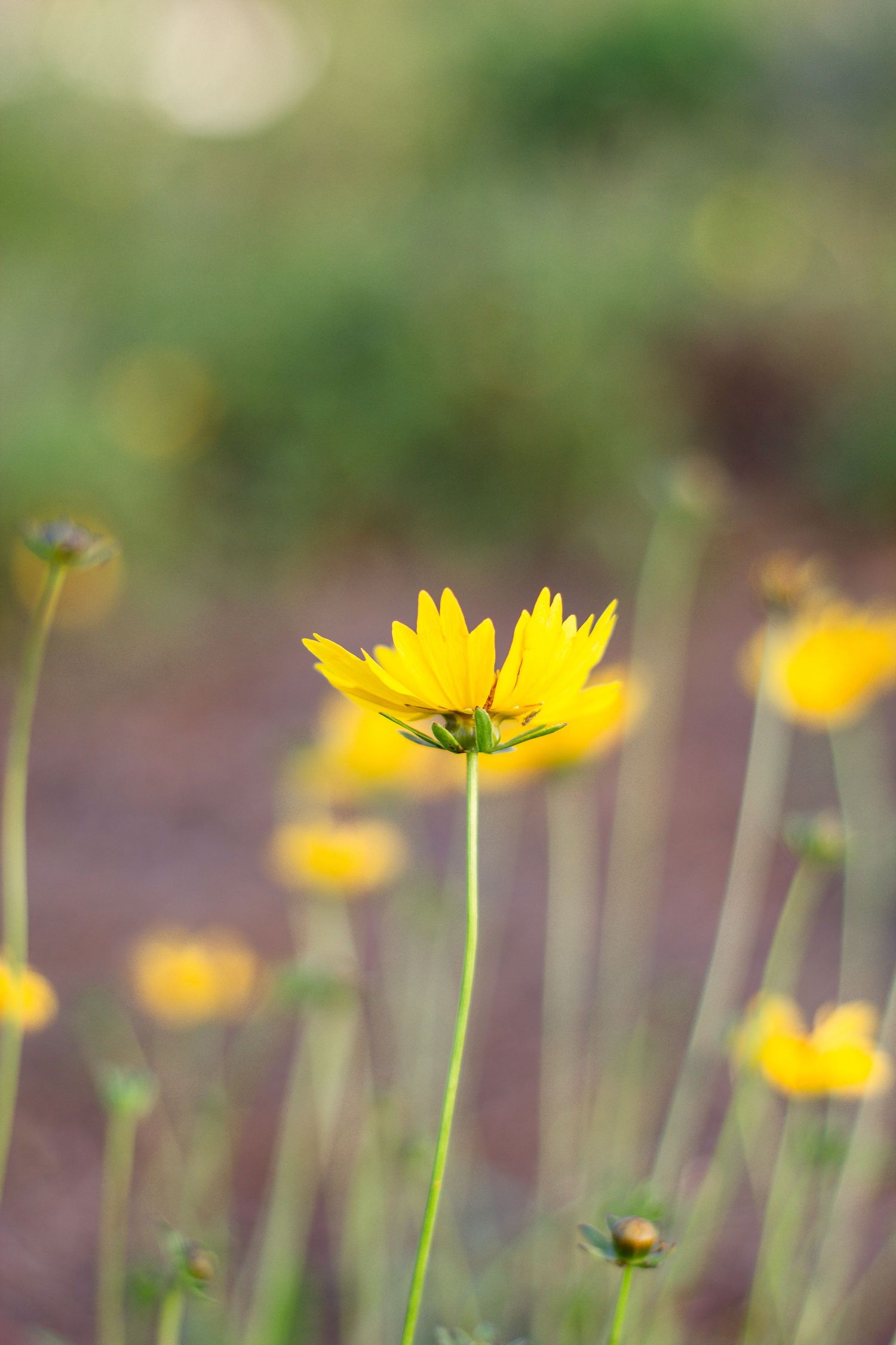 Yellow daisy flowers growing on long stems with soft blurred green background in selective focus at Bonnet Springs Park in Lakeland, Florida