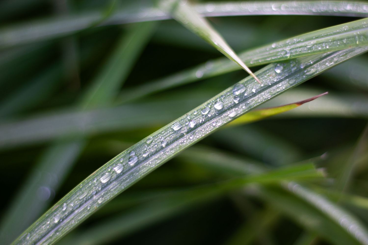 Close-up of water droplets glistening on green grass blades after morning dew or rain.