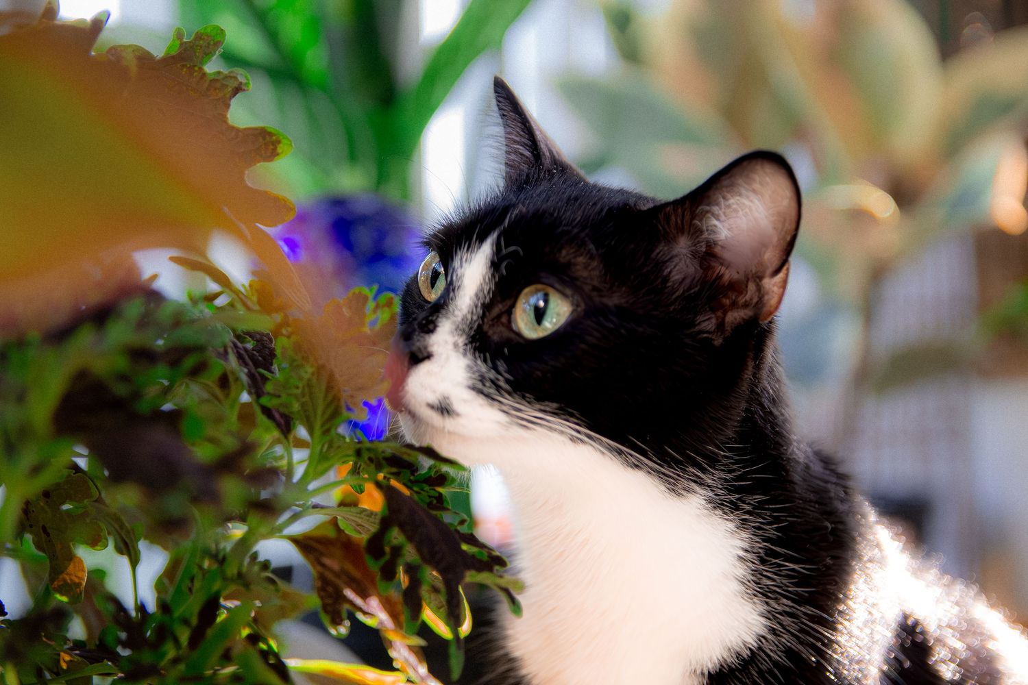 A tuxedo cat's face in profile against blurred greenery and flowers.