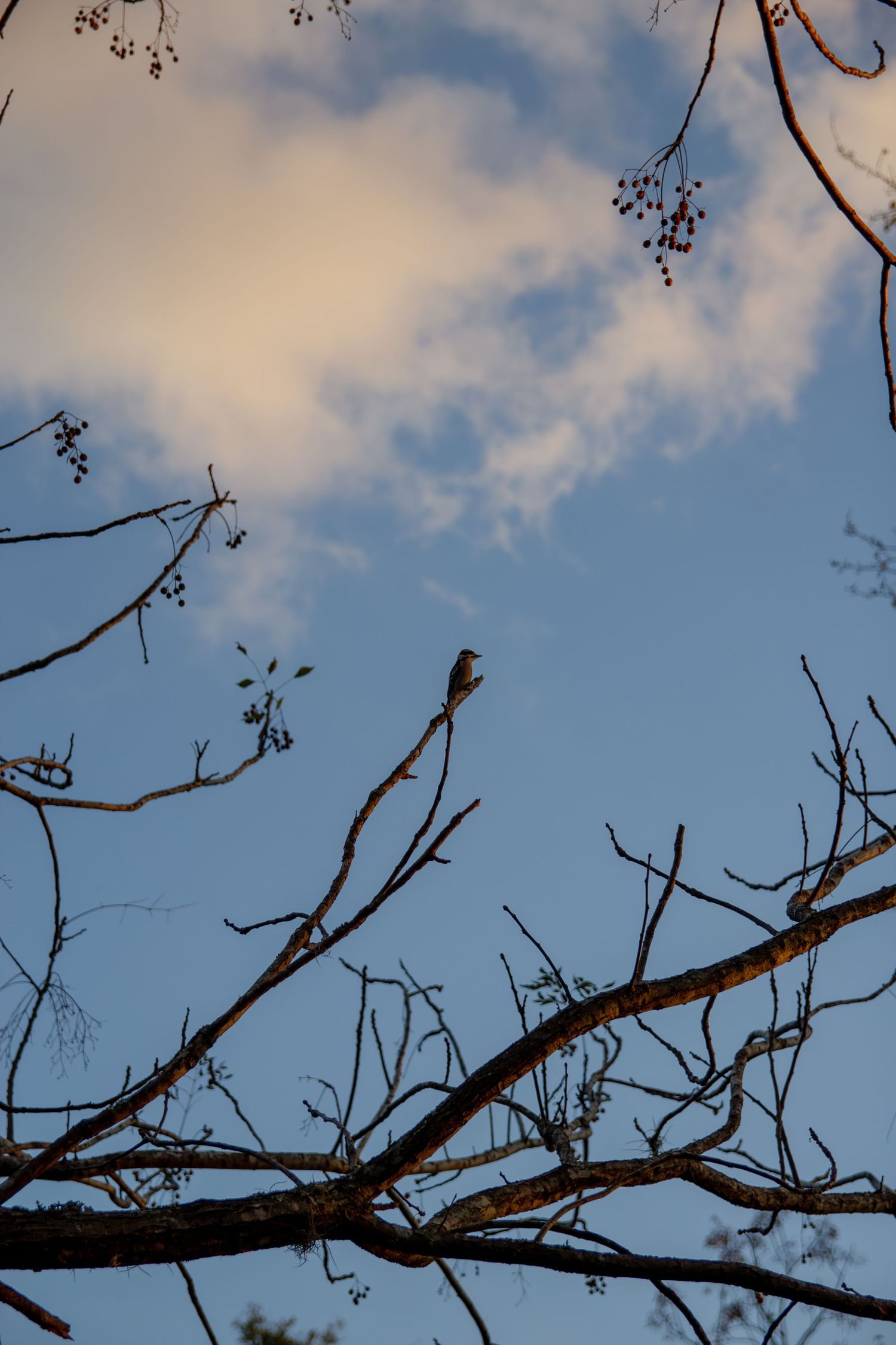 A small bird perches on a bare tree branch against a blue sky with white clouds.