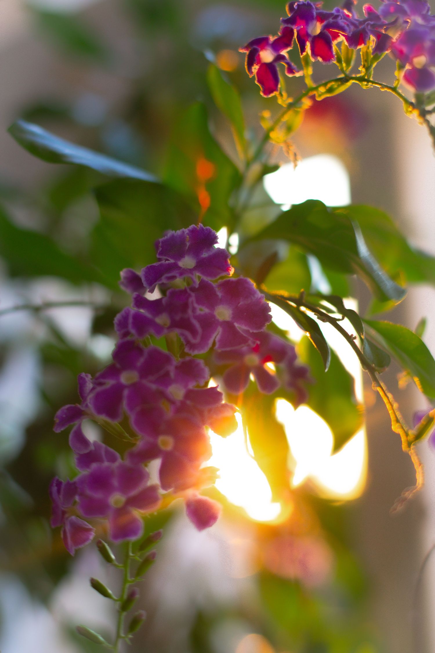 Purple hydrangea flowers backlit by golden sunlight with blurred green foliage.