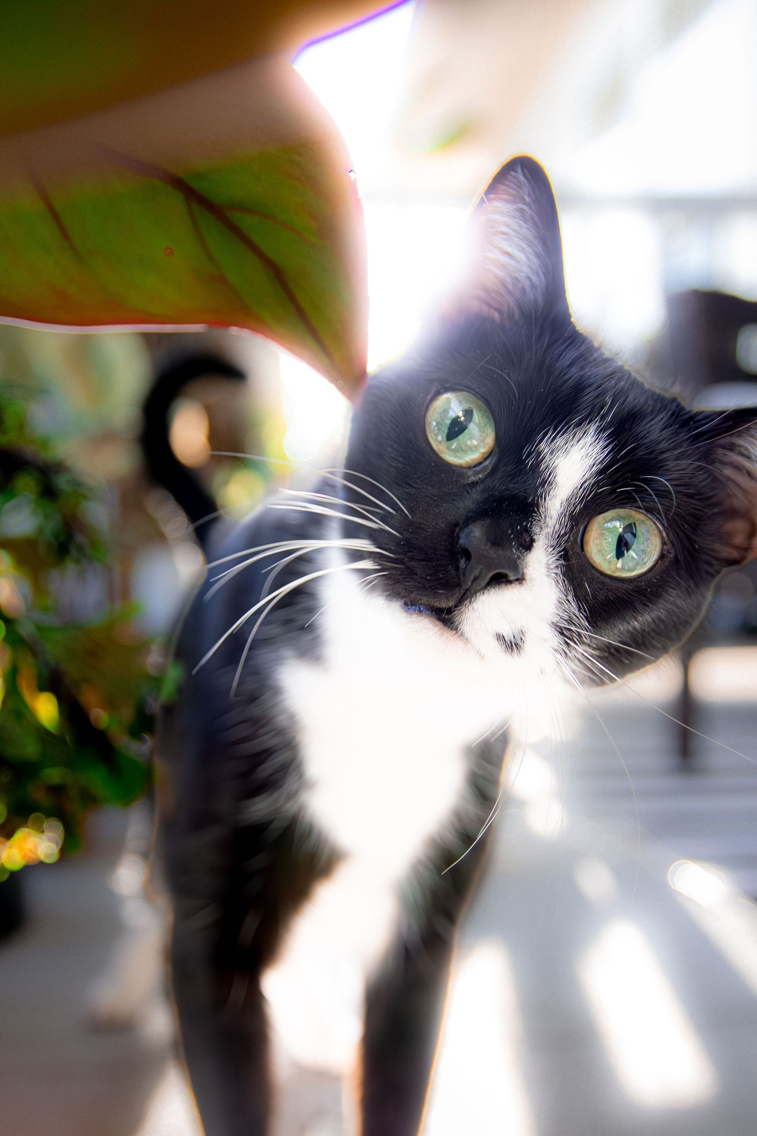 Portrait shots of a black and white cat with bright green eyes in natural lighting.