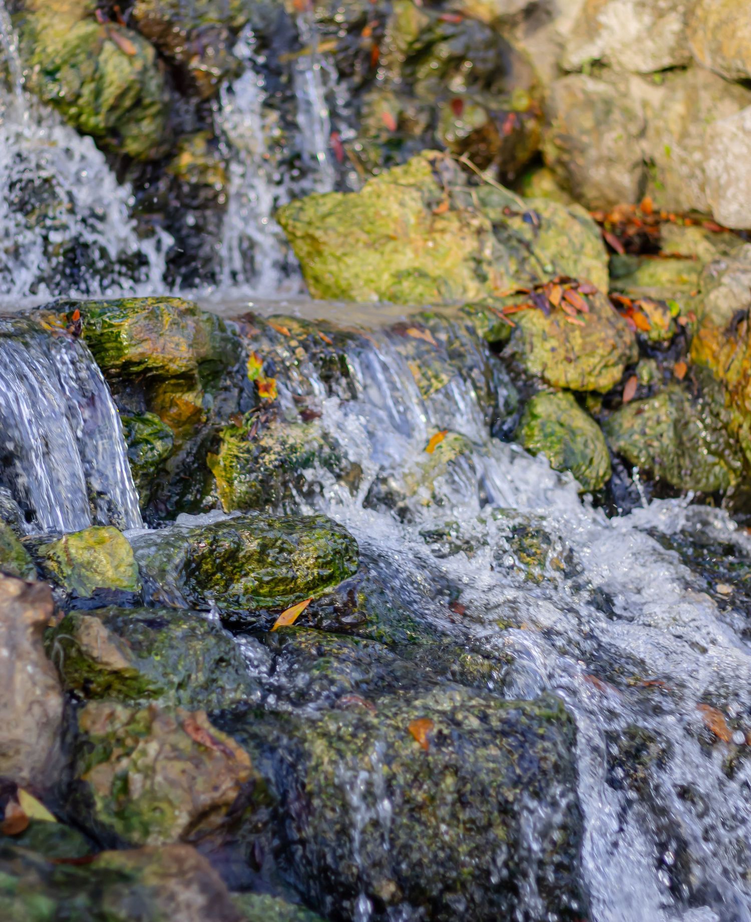 Small waterfall cascades over moss-covered rocks with sunlit green algae in a natural stream setting at Bonnet Springs Park