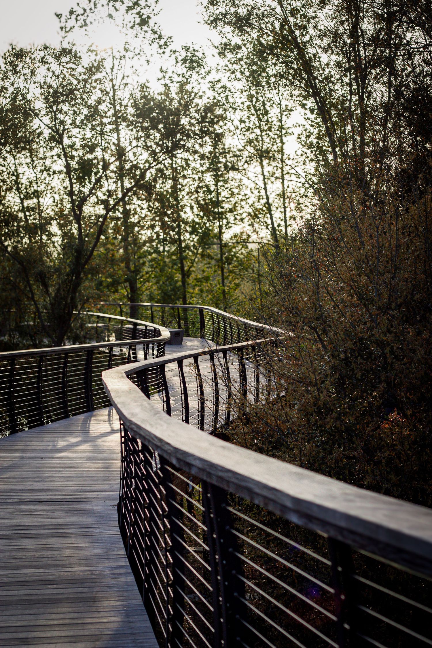 A curved wooden boardwalk with metal railings winds through a natural wooded area.