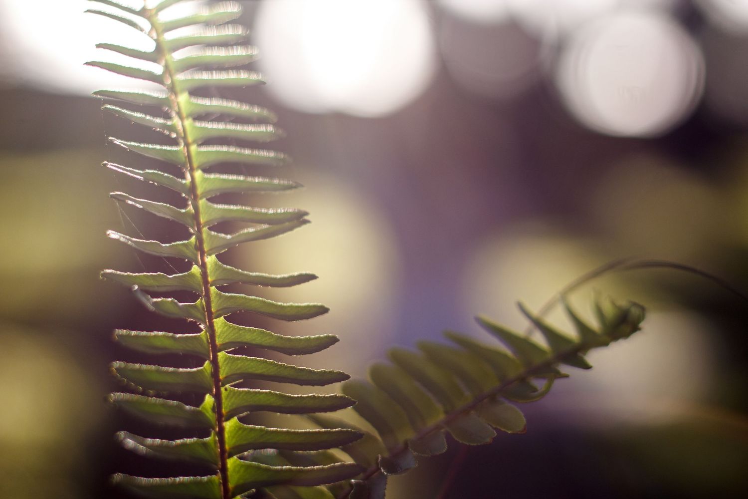 Delicate green fern fronds unfold against a soft blurred background in natural sunlight.