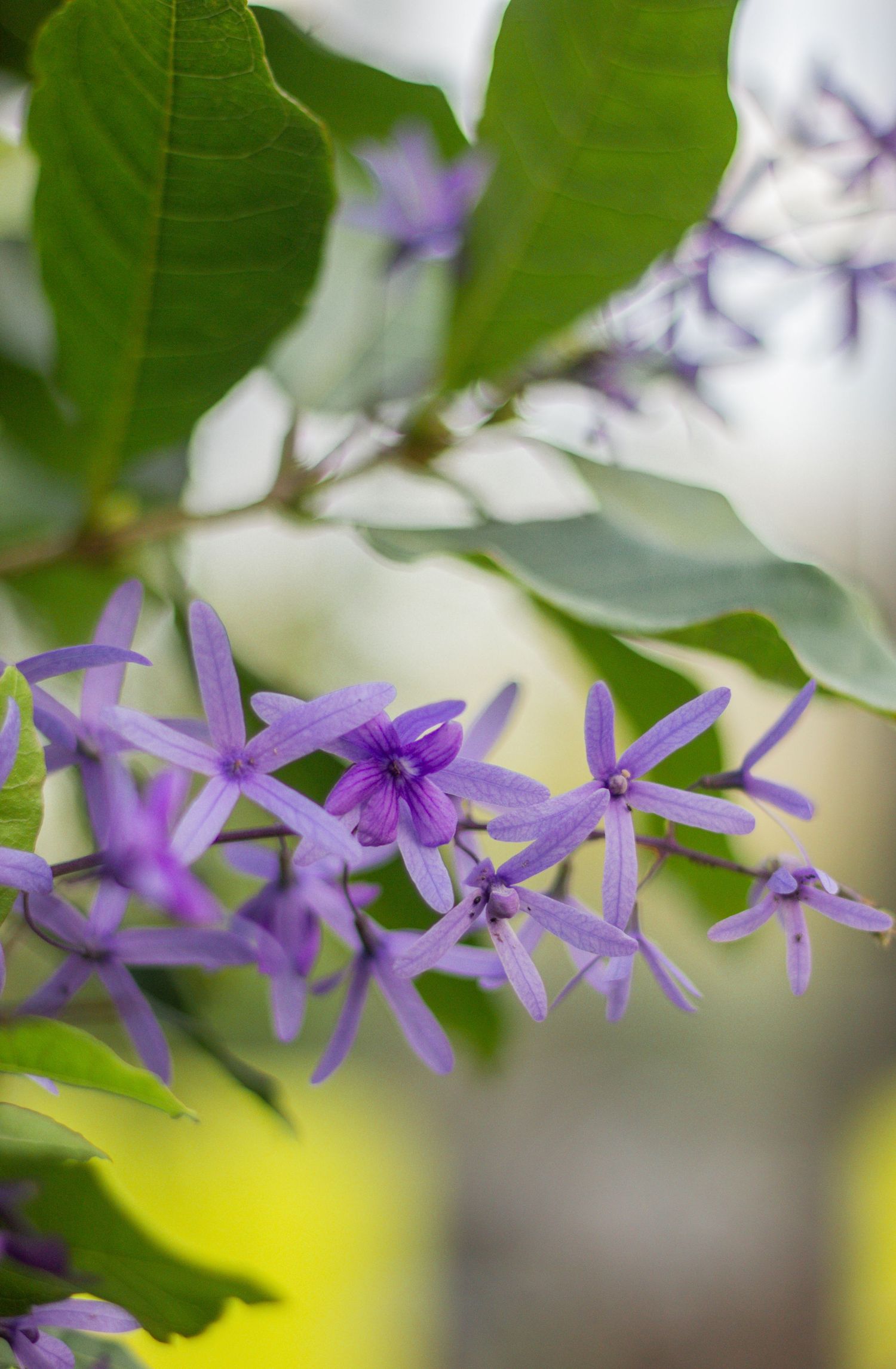 A row of delicate purple star-shaped flowers with green leaves in soft focus.